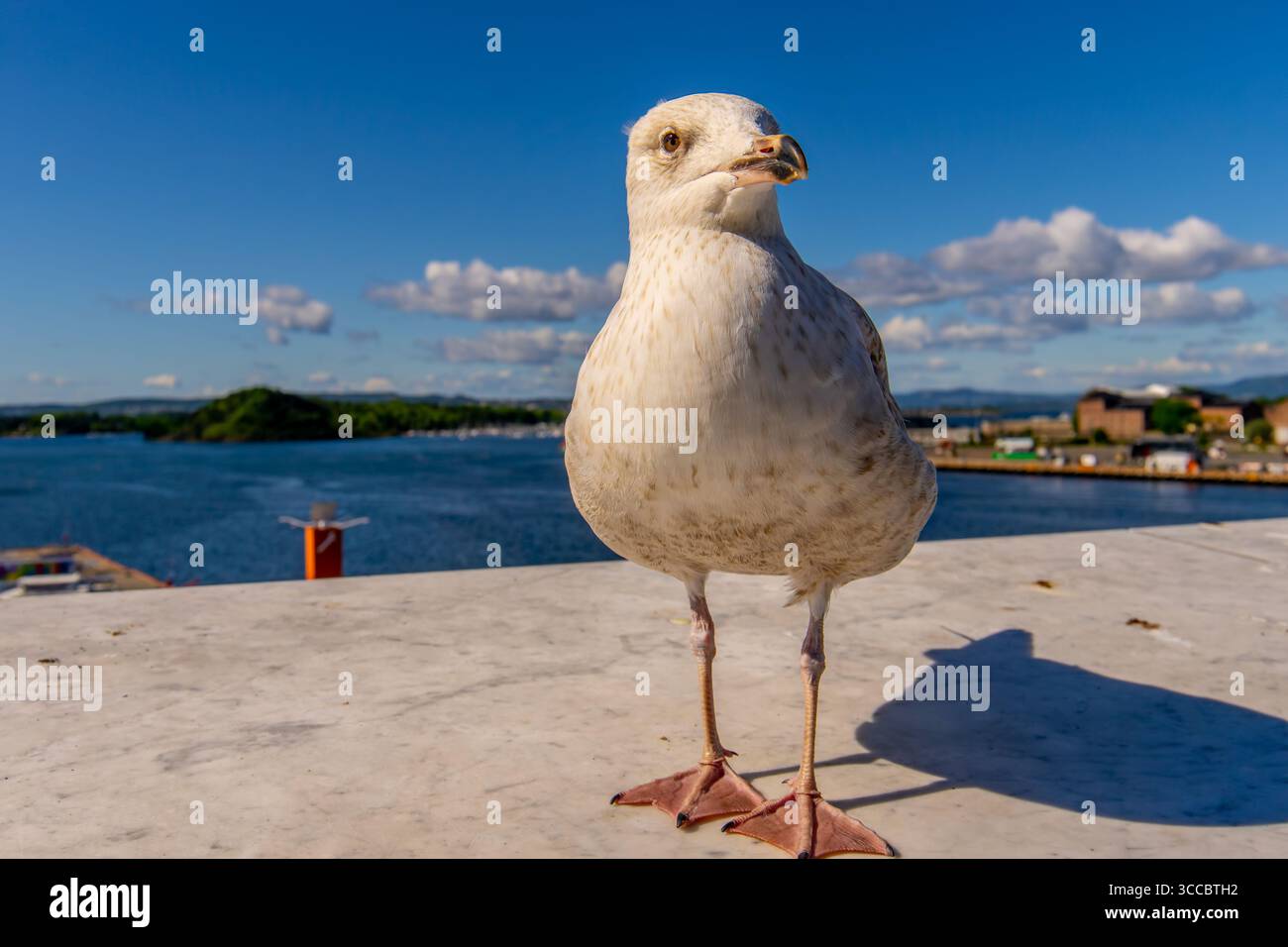 Seagull in Oslo harbour, Norway Selective focus Stock Photo