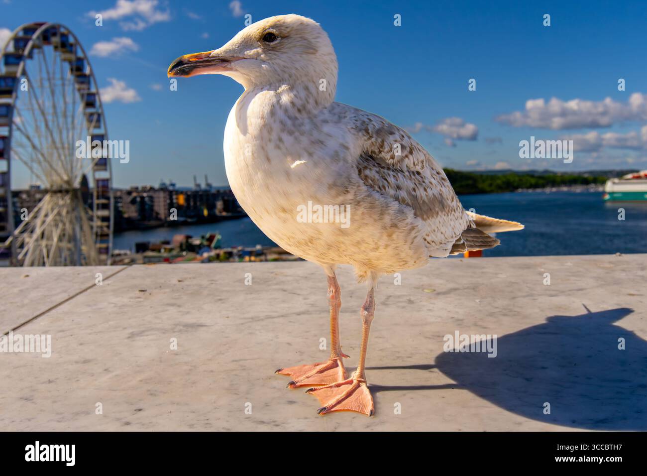 Seagull in Oslo harbour, Norway Selective focus Stock Photo