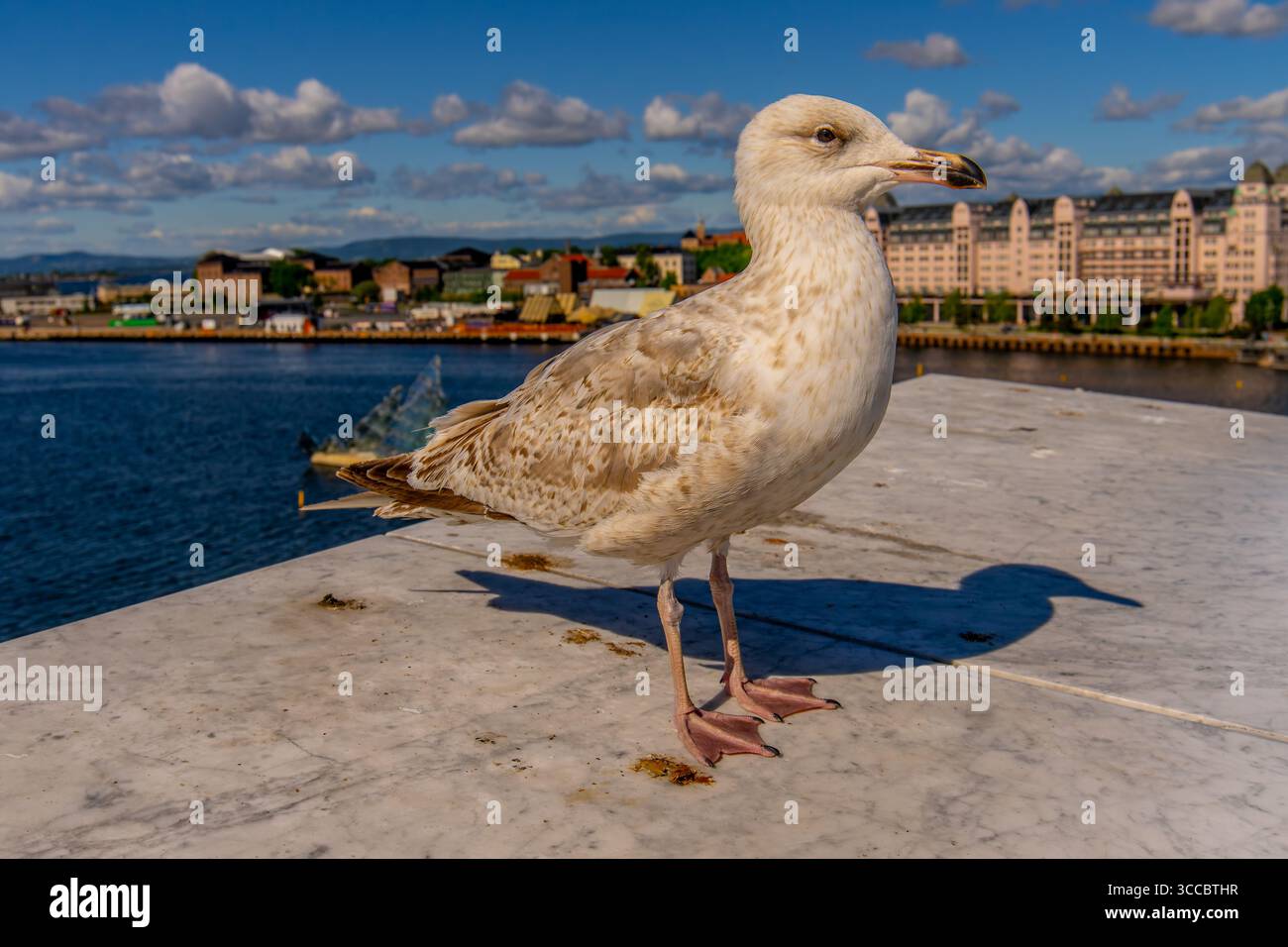 Seagull in Oslo harbour, Norway Selective focus Stock Photo