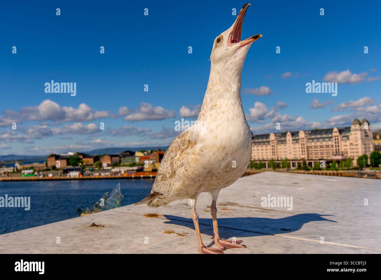 Seagull in Oslo harbour, Norway Selective focus Stock Photo