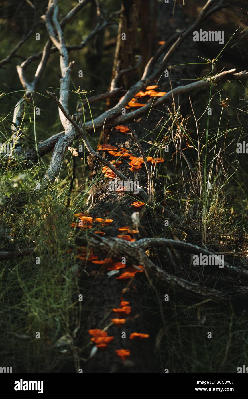 A shot of orange fungi growing along a fallen log in a forest, with lots of natural texture from the branches and grass. Stock Photo