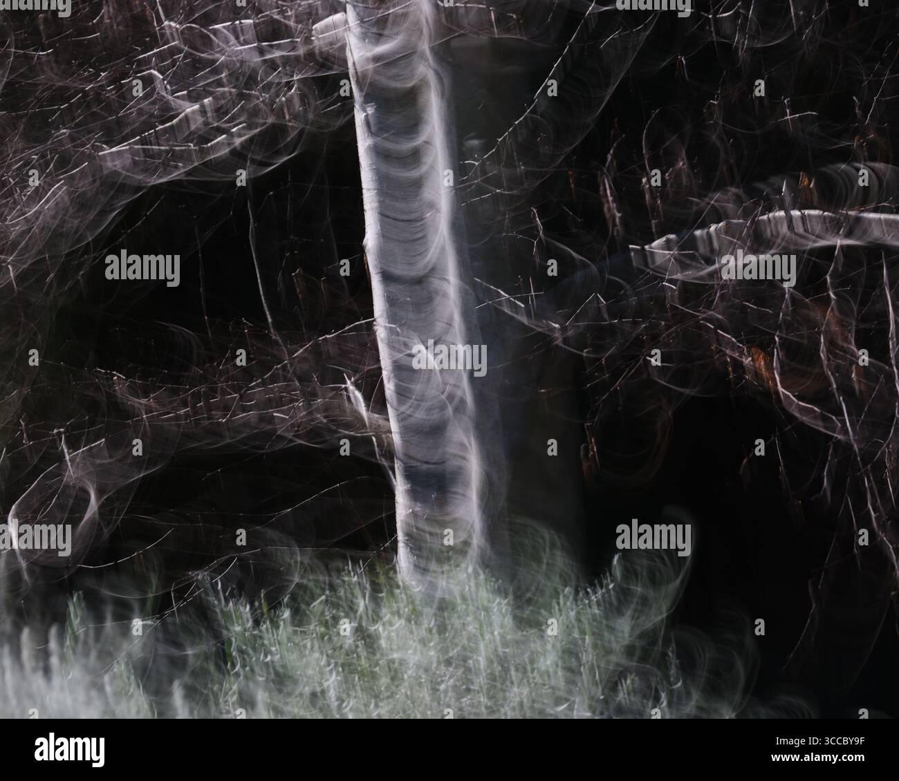 Silver Birch ICM Stock Photo