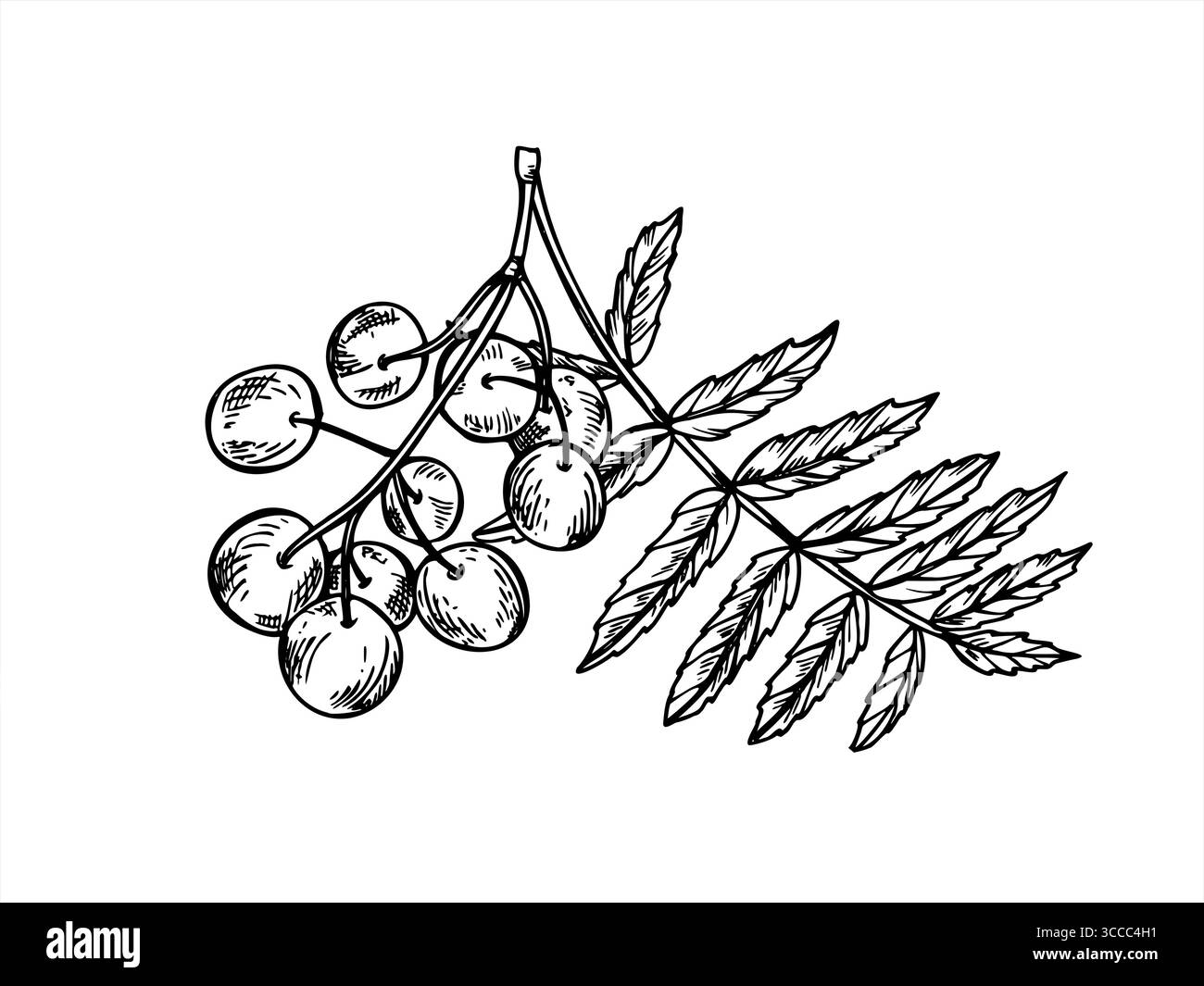 Rowan branch with berry cluster and leaves vector isolated illustration ...