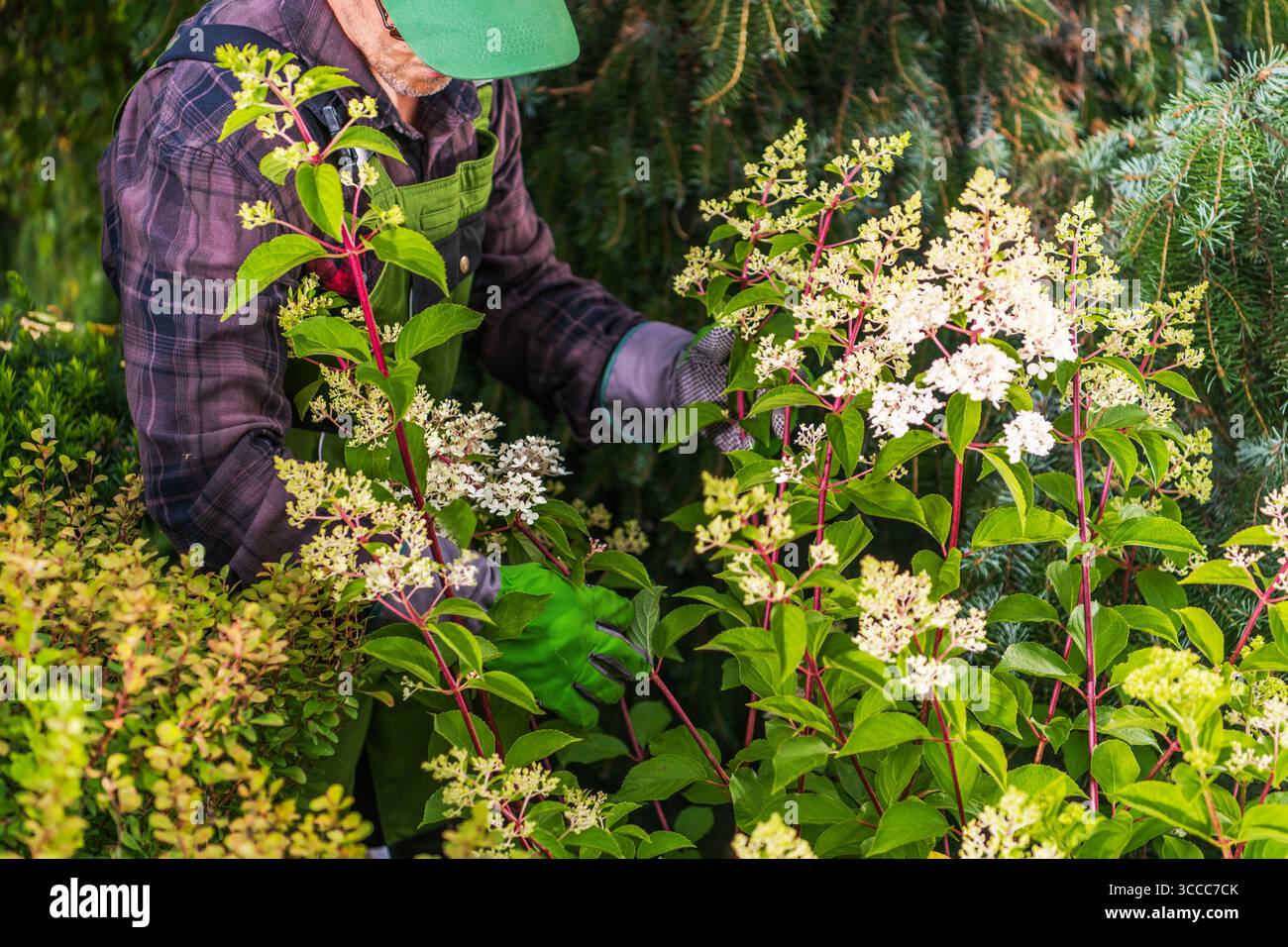 Nurturing Spring Spring gardener nurturing vibrant hi-res stock photography and images ...