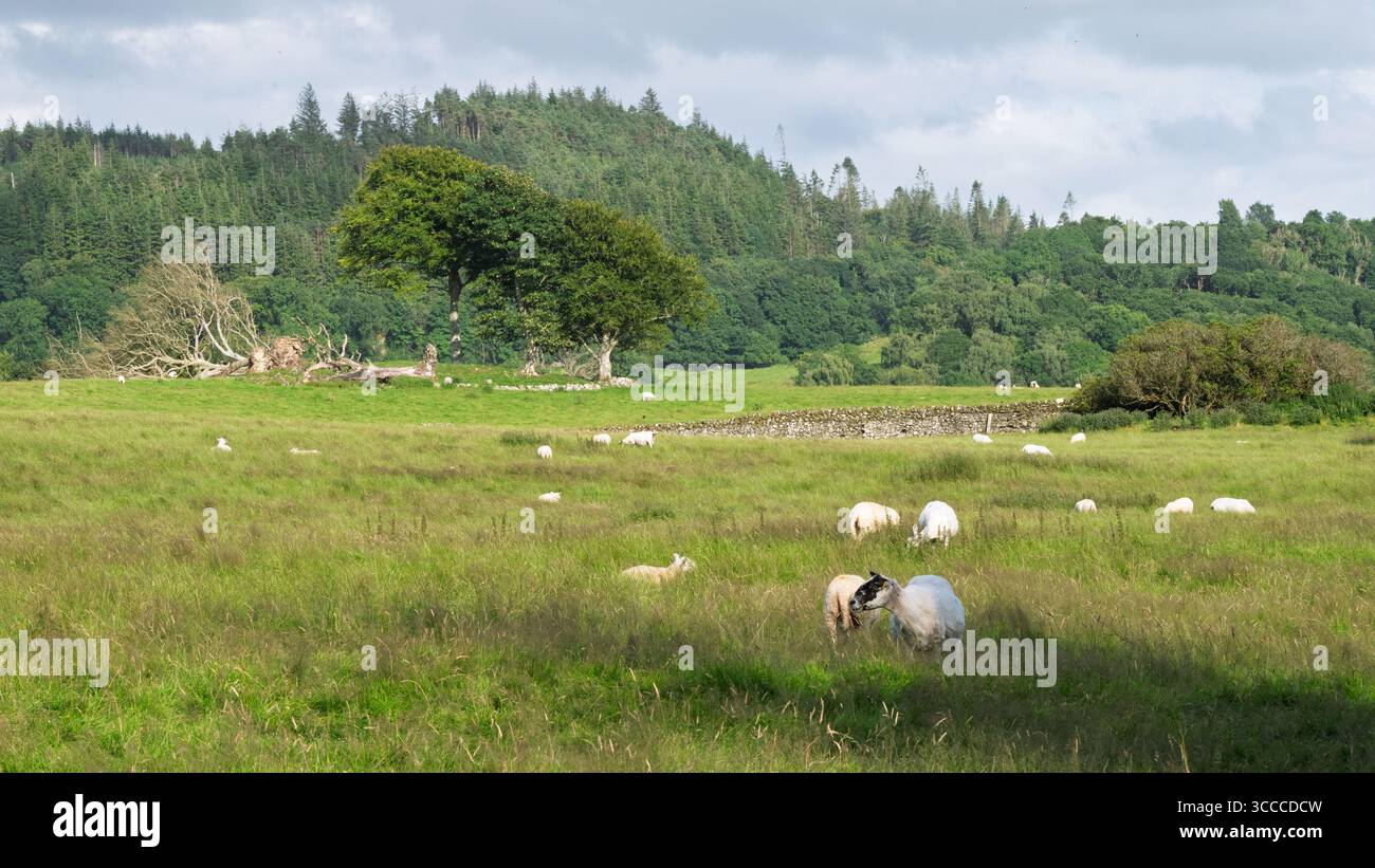 Dumfries and Galloway Countryside Landscape, Scotland. Stock Photo