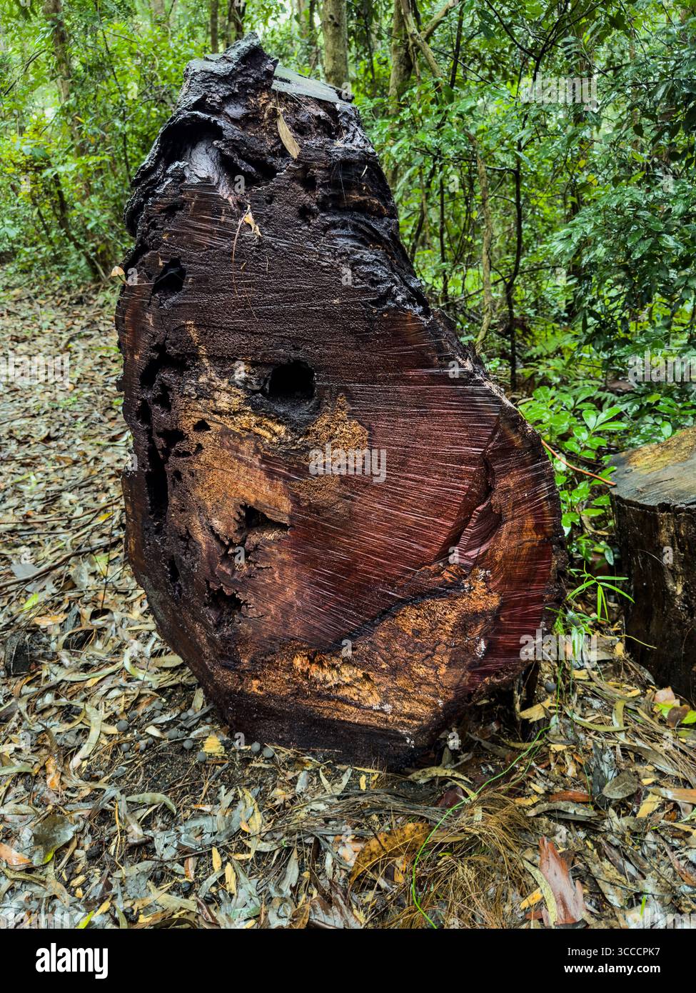 A large, dark brown log lies on the forest floor, surrounded by green ...