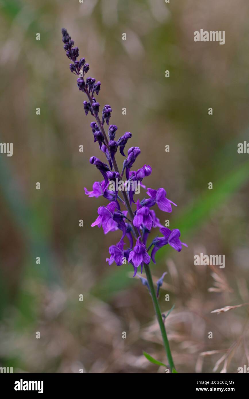 Purple Toadflax (linaria purpurea) Stock Photo