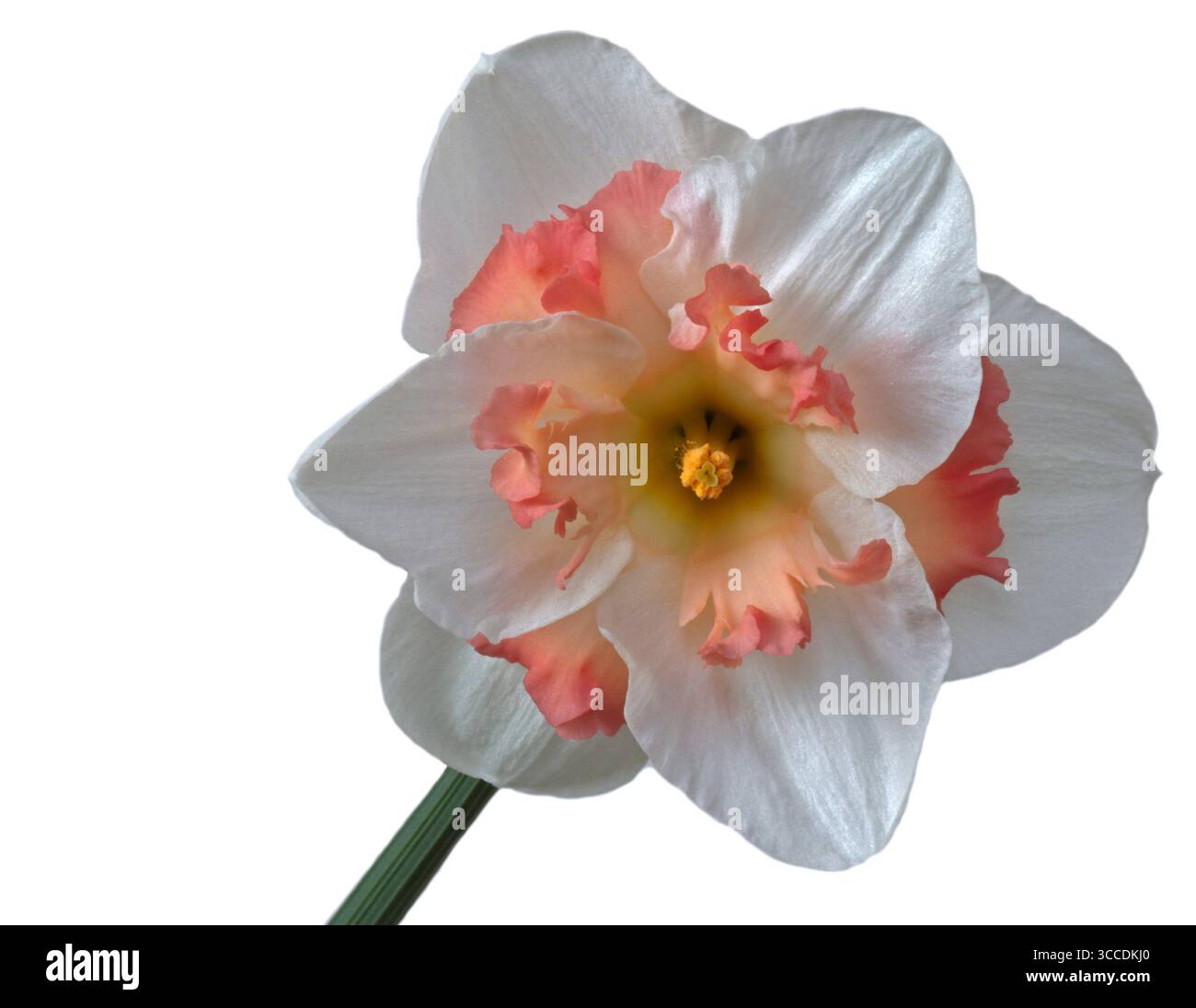 Daffodil Passionale Stock Photo