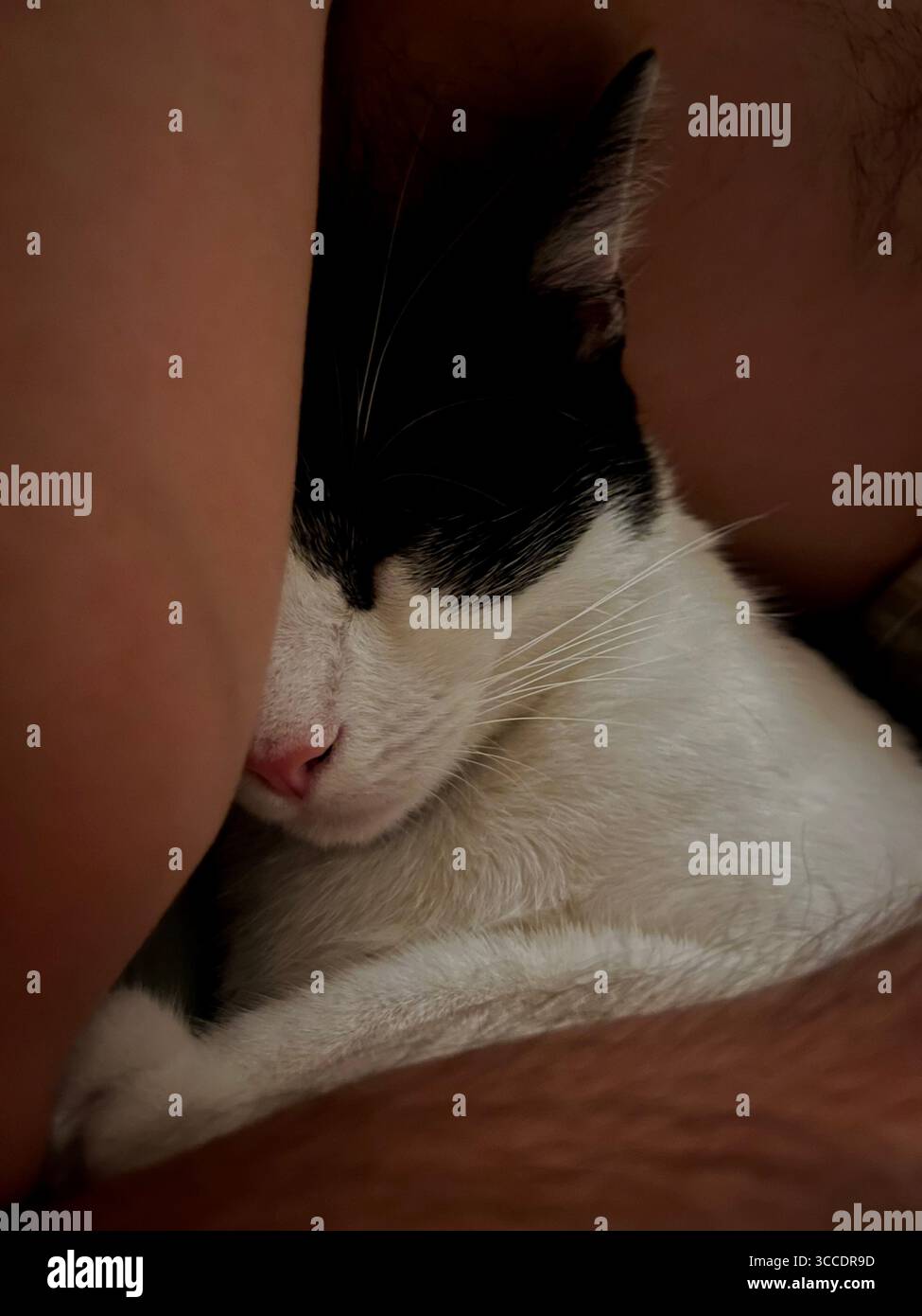 Sleeping cat in owner's arms - Smartphone Captured Stock Image