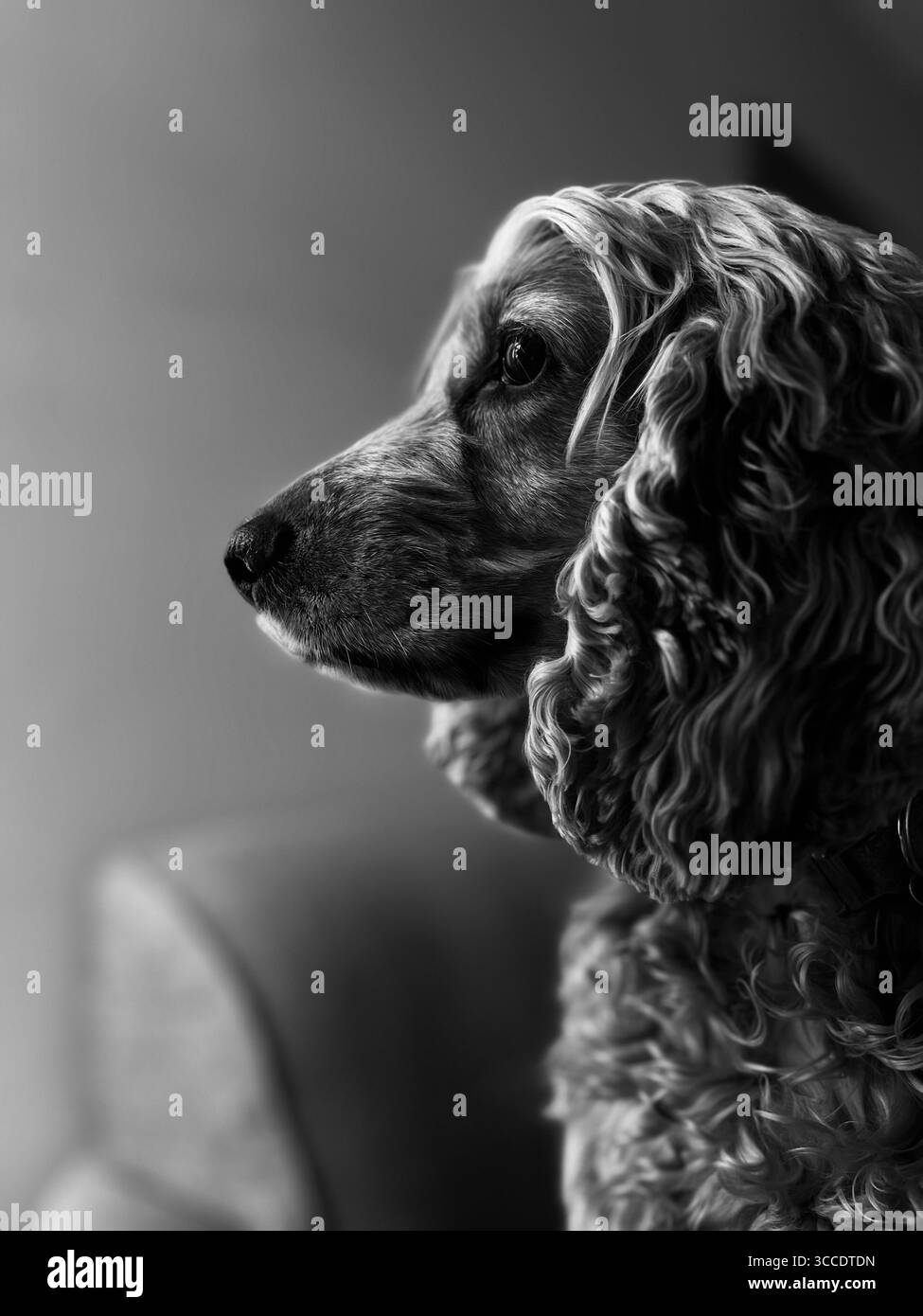 Dog side profile photography - Black and White picture - Smartphone Captured Stock Image