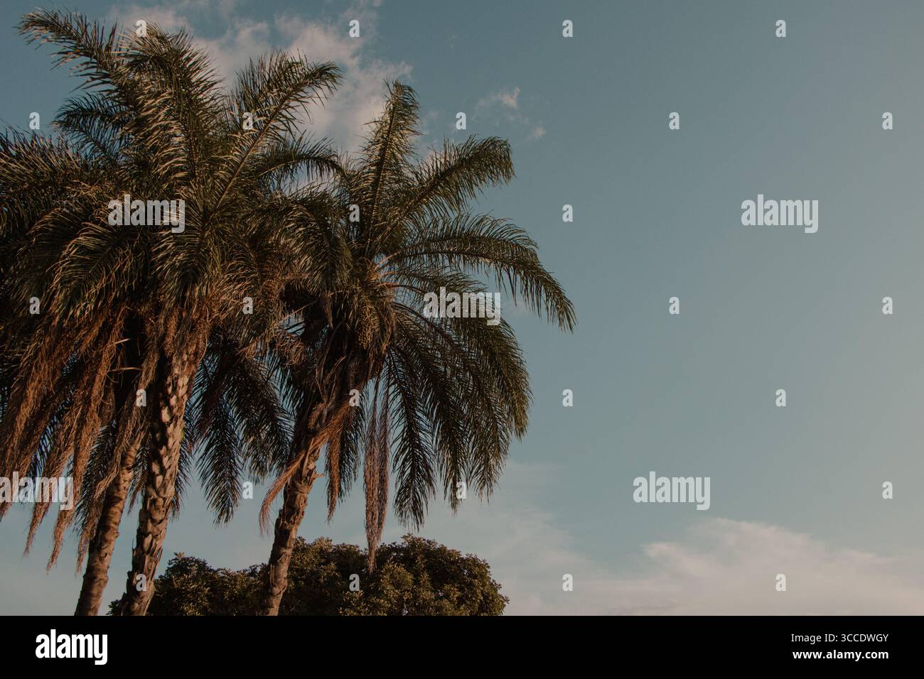 Summer morning landscape tropical palm hi-res stock photography and ...