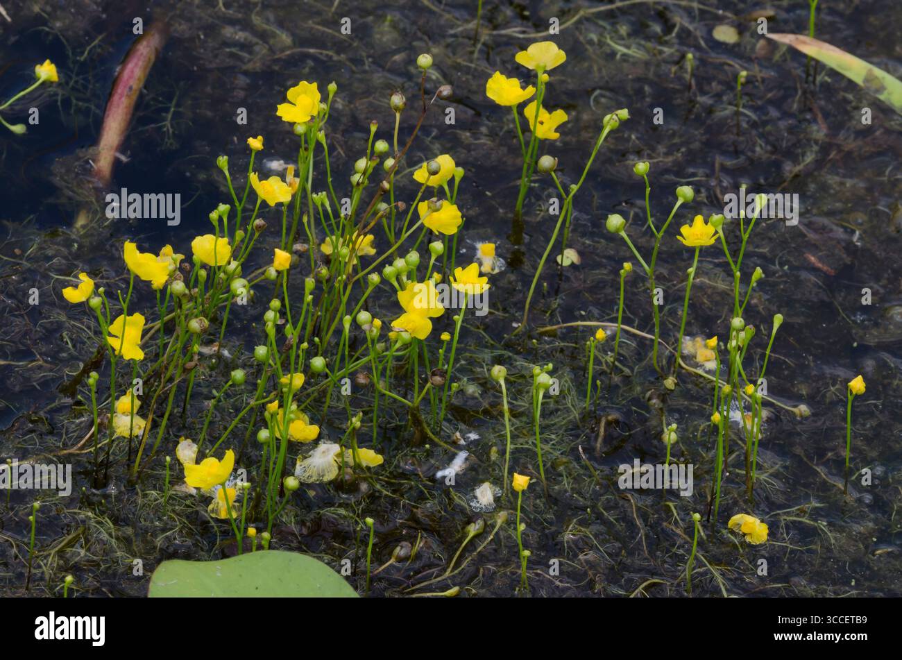 Humped Bladderwort, Utricularia gibba Stock Photo
