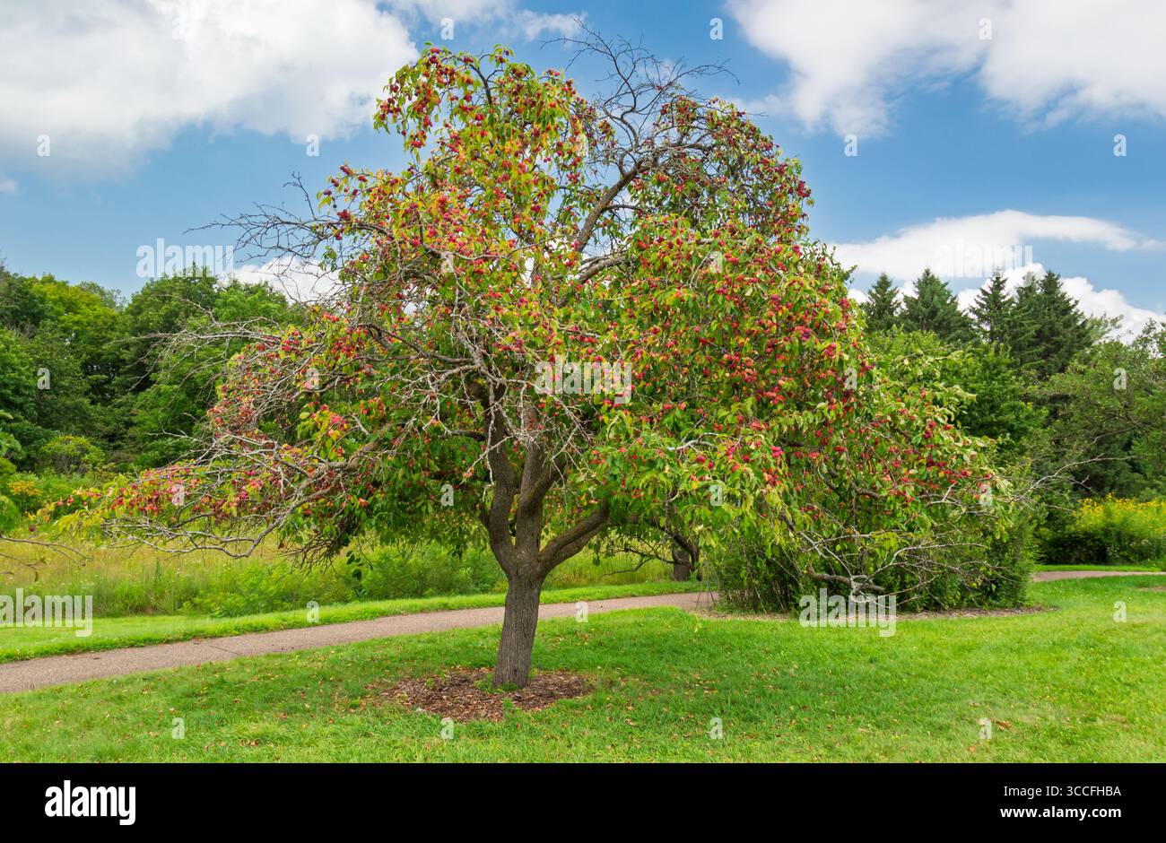 A ripened single crabapple tree with blue skies and puffy white clouds. Stock Photo