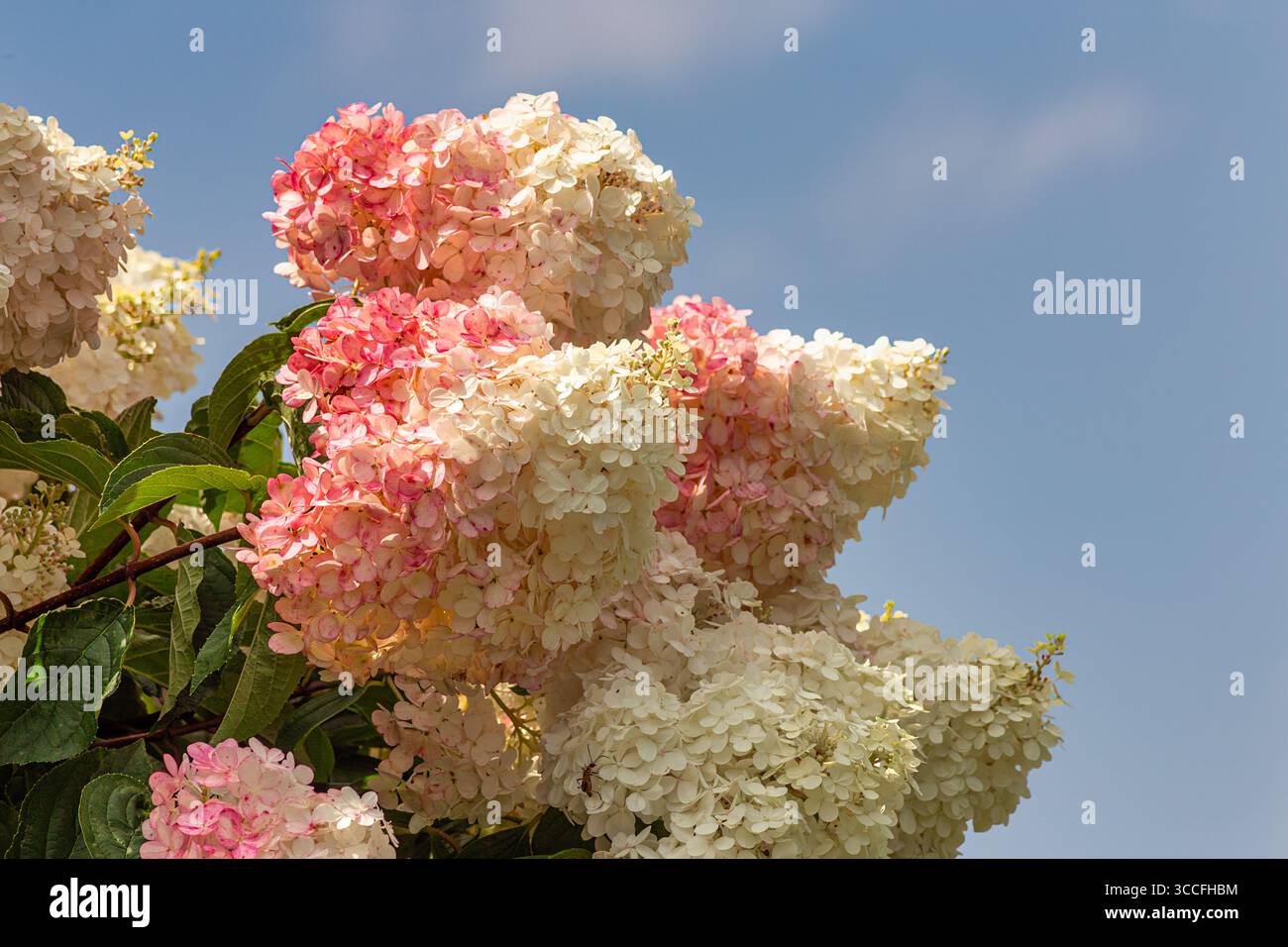 Close-up grouping of vibrant pink Hydrangea Stock Photo - Alamy