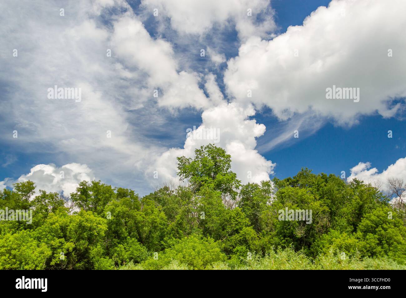 Mix of cumulus and cirrus clouds with tree covered horizon foreground. Stock Photo