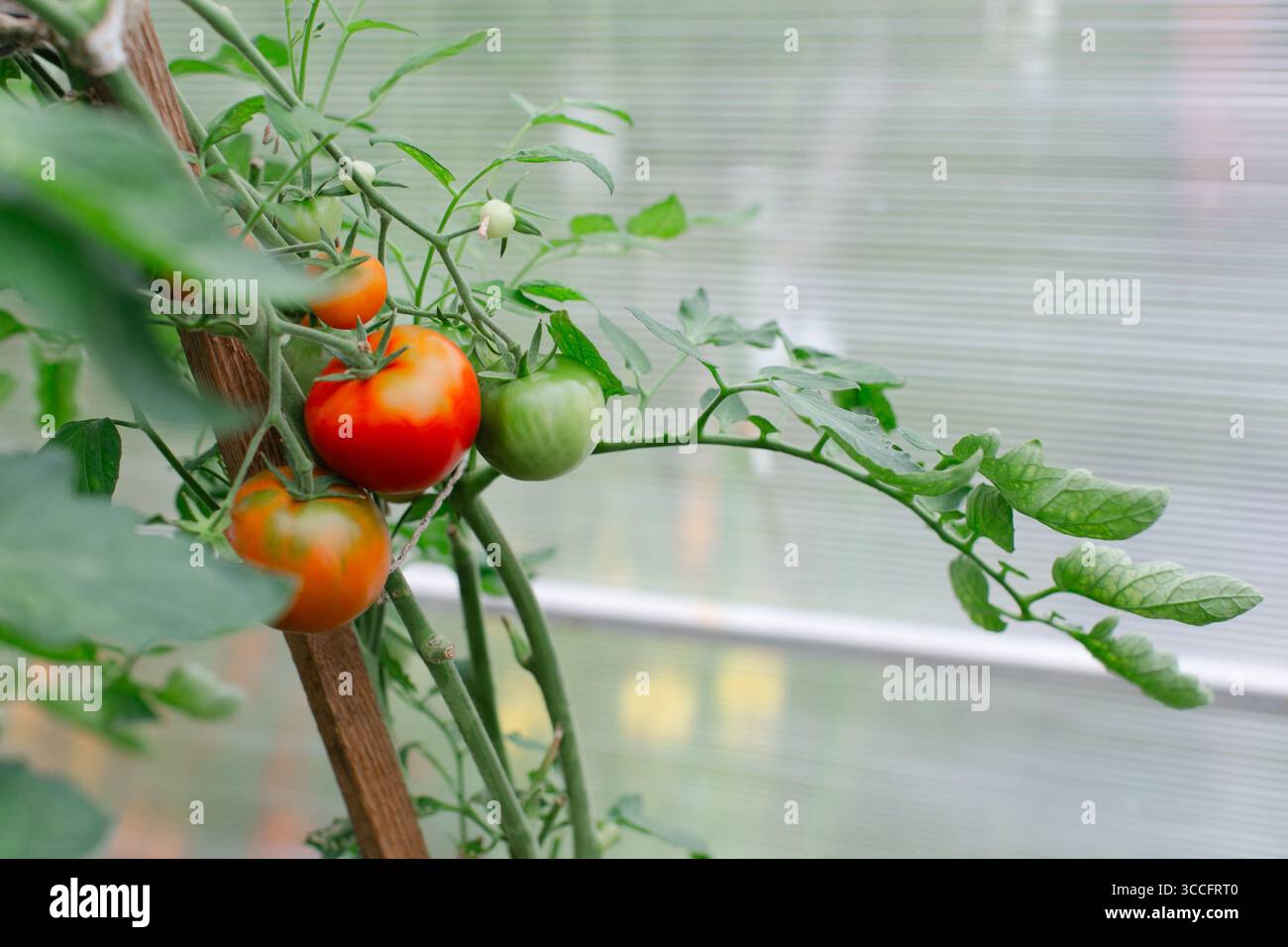 Vibrant tomatoes in various stages of ripeness thrive on a vine inside ...