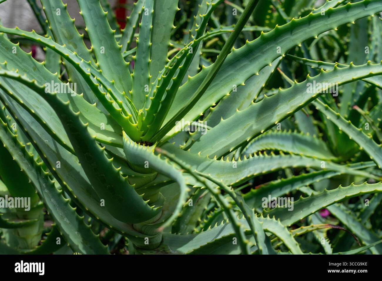 Tooth-edged leaves an an Aloe vera plant growing in the garden of a home in San  Agustin Etla, Oaxaca, Mexico. Aloe was orignially native to the Arabi Stock  Photo - Alamy