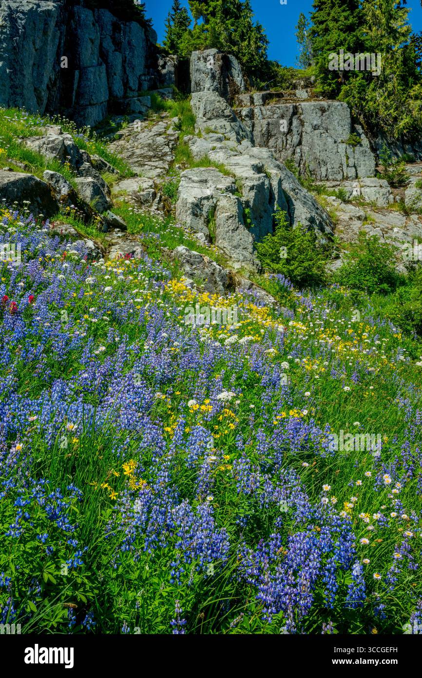 Subalpine Lupines (Lupinus latifolius), Mountain Daisy, Subalpine Daisy ...