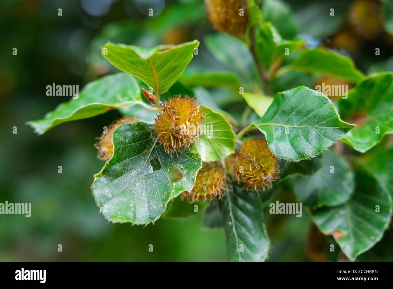 Beech tree branch with leaves and seed pods. Close-up. Stock Photo