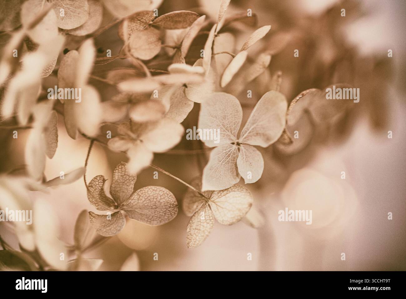 delicate hydrangea flowers, close-up, macro, freelensing Stock Photo