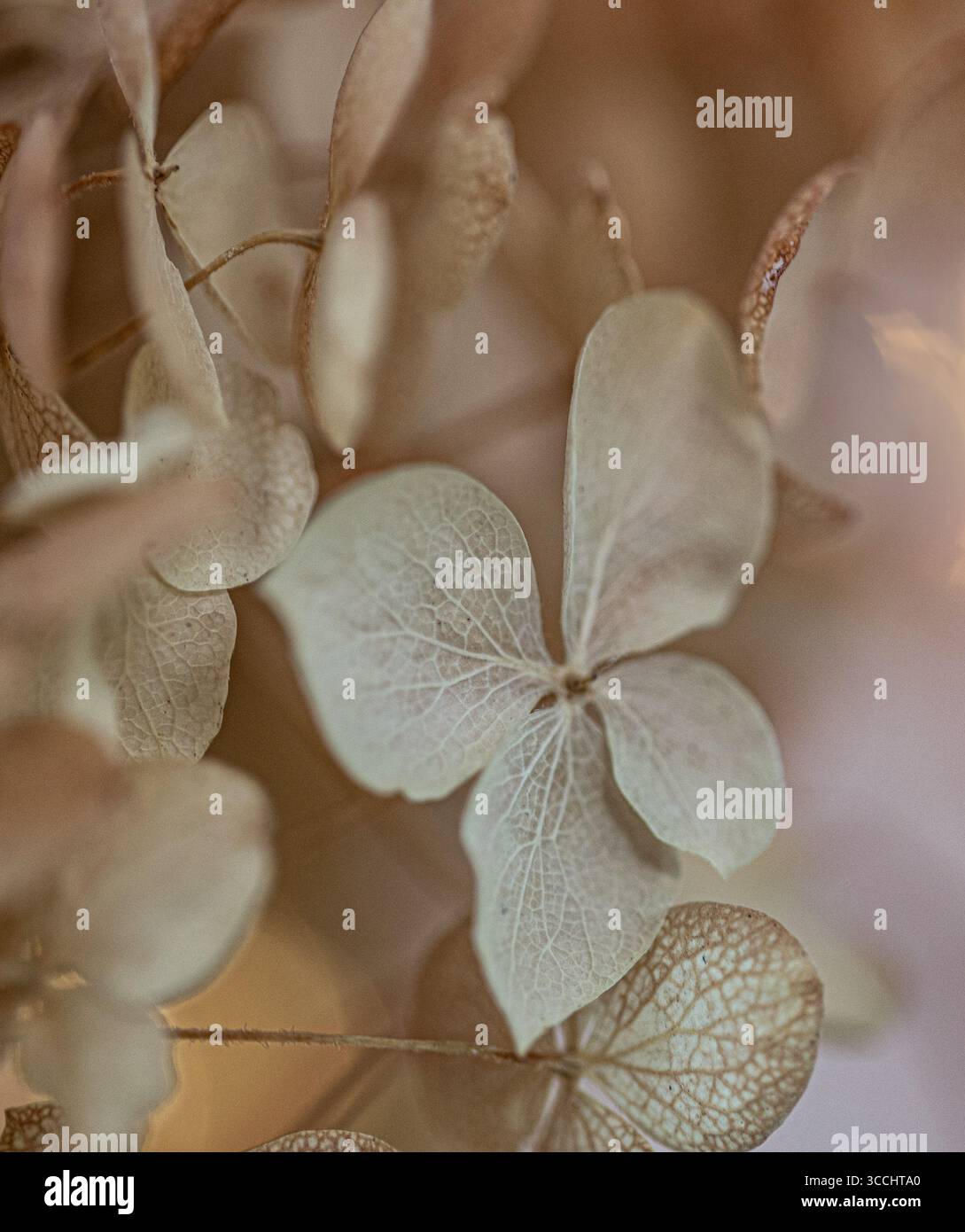 delicate hydrangea flowers, close-up, macro, freelensing Stock Photo