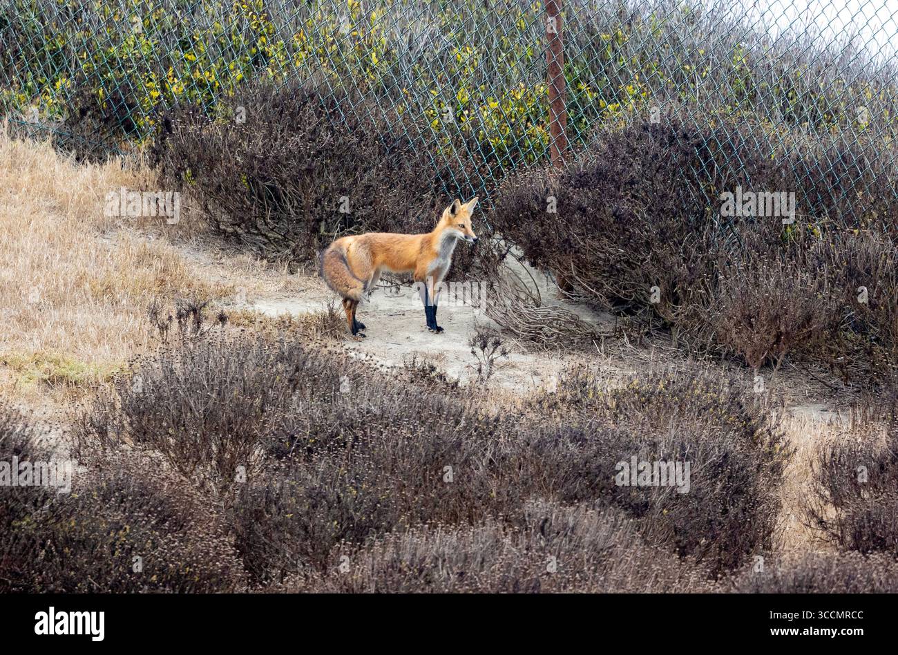 Red Fox Stock Photo