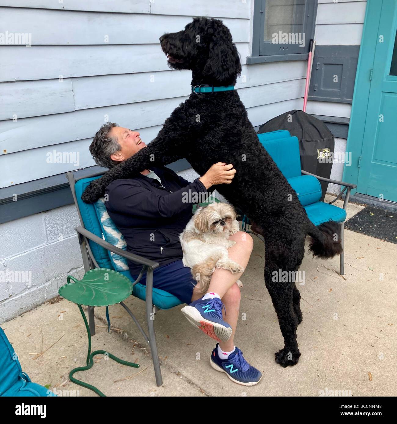 A Bernedoodle shows its affection. - Smartphone Captured Stock Image