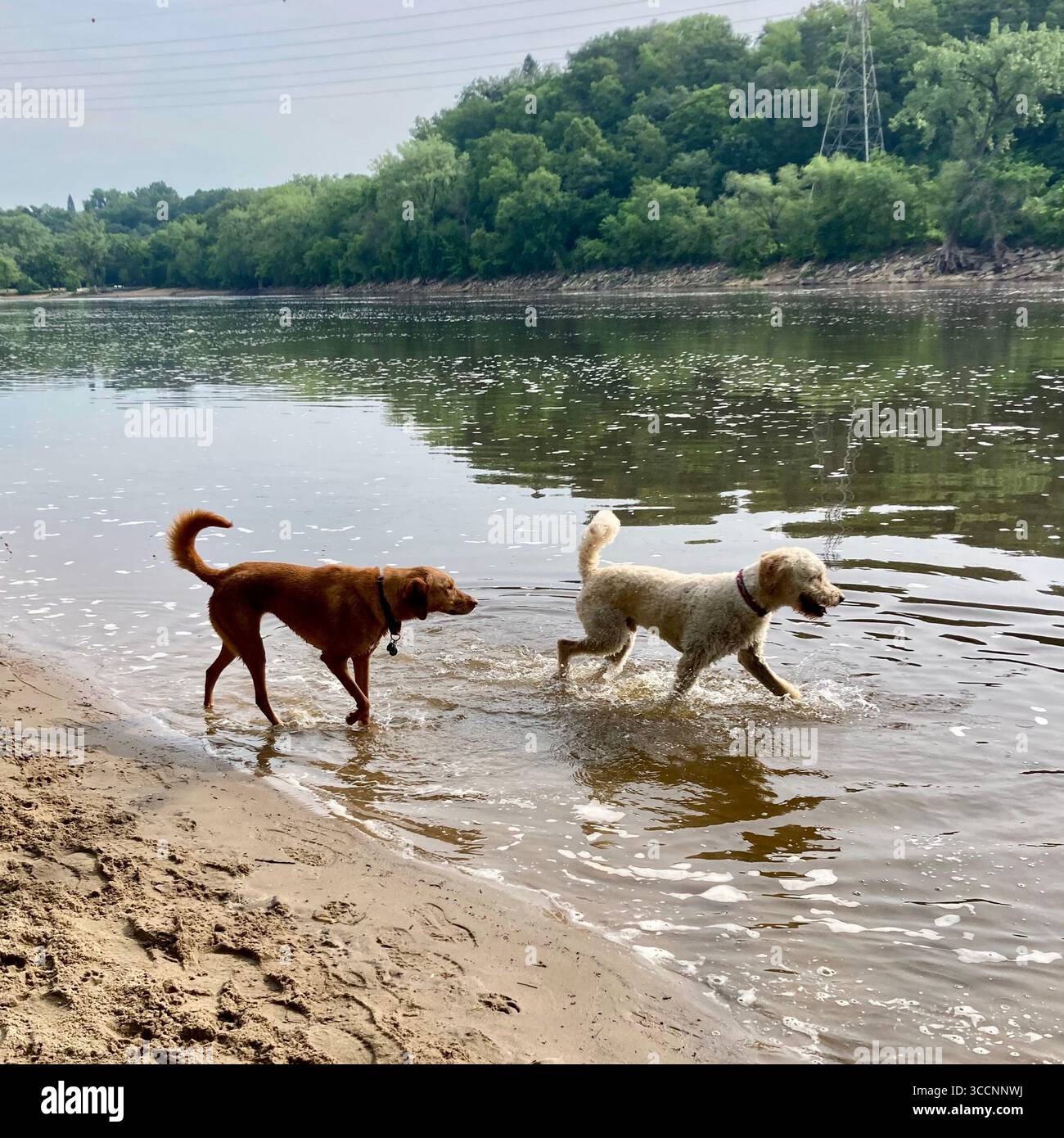 Dogs enjoy cooling off in the Mississippi River in Minneapolis, Minnesota, USA. - Smartphone Captured Stock Image
