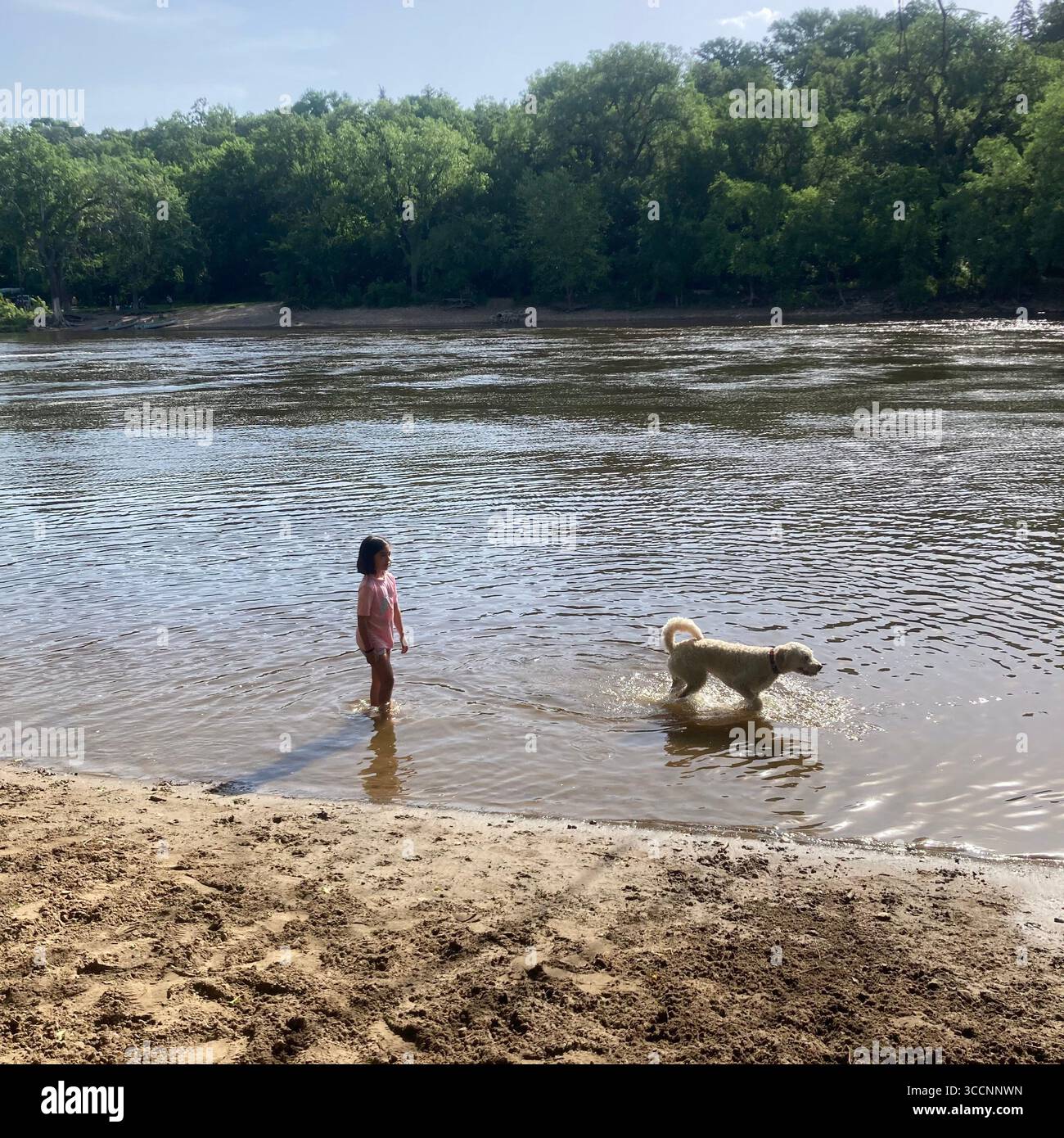 Dogs enjoy cooling off in the Mississippi River in Minneapolis, Minnesota, USA. - Smartphone Captured Stock Image