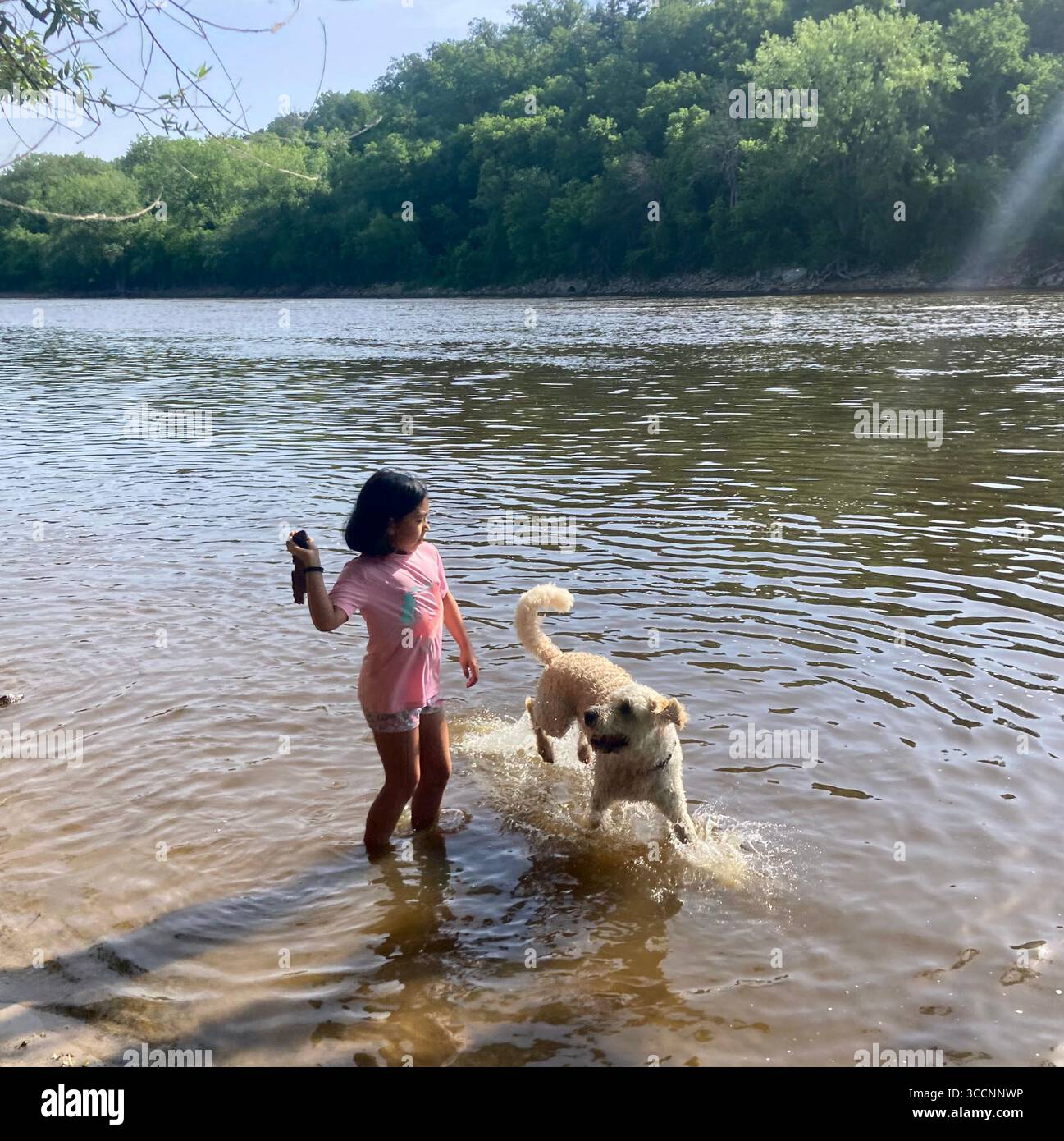 Dogs enjoy cooling off in the Mississippi River in Minneapolis, Minnesota, USA. - Smartphone Captured Stock Image
