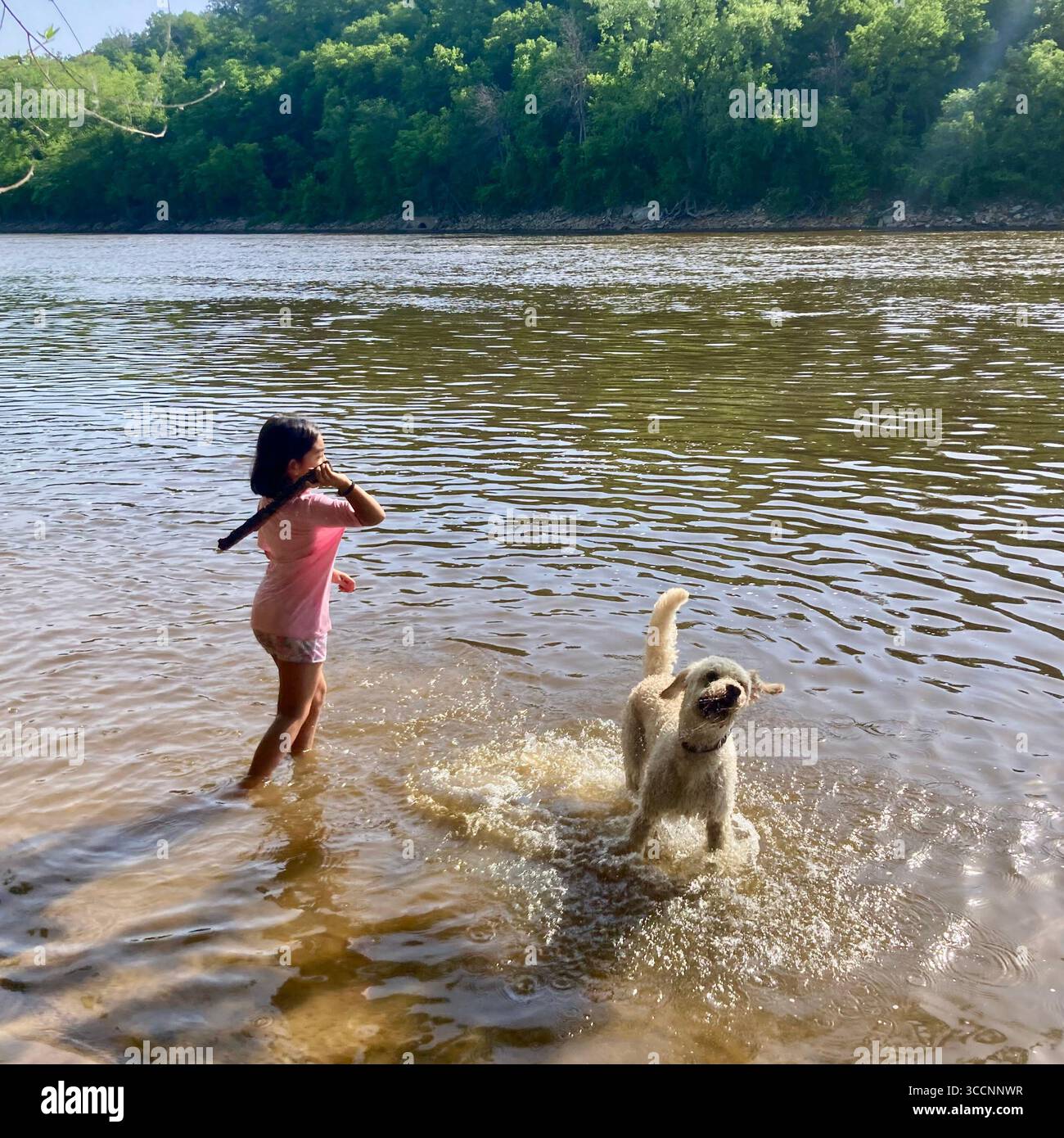 Dogs enjoy cooling off in the Mississippi River in Minneapolis, Minnesota, USA. - Smartphone Captured Stock Image