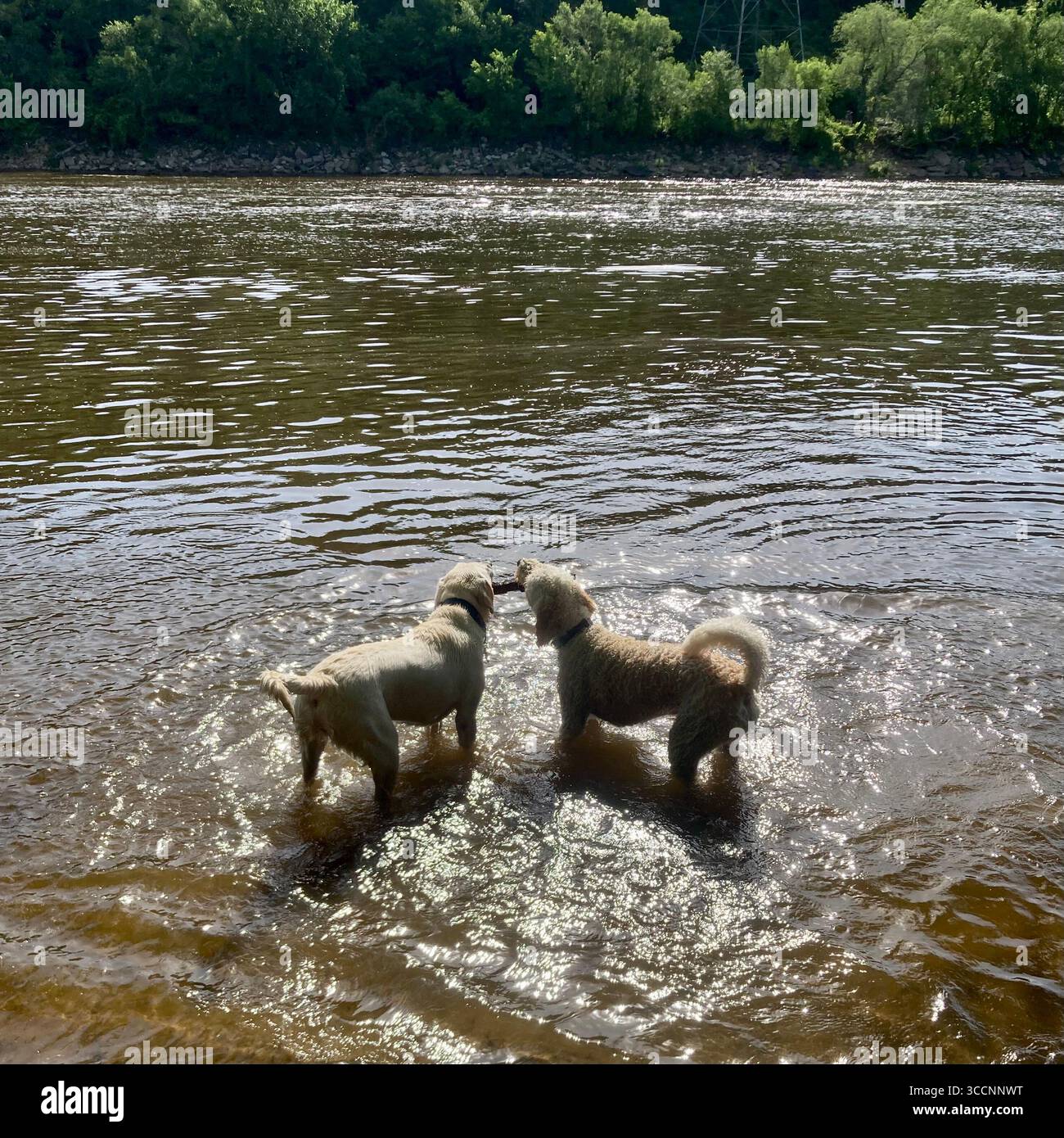 Dogs enjoy cooling off in the Mississippi River in Minneapolis, Minnesota, USA. - Smartphone Captured Stock Image