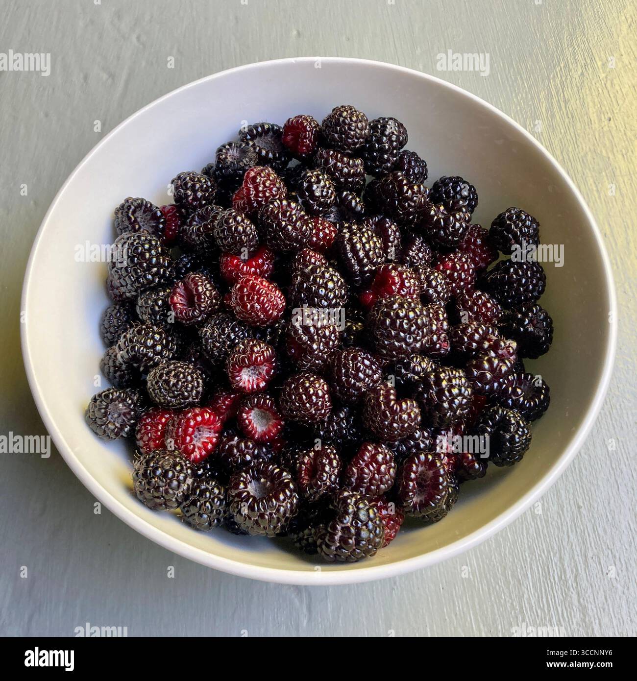 A bowl of home grown black raspberries. - Smartphone Captured Stock Image
