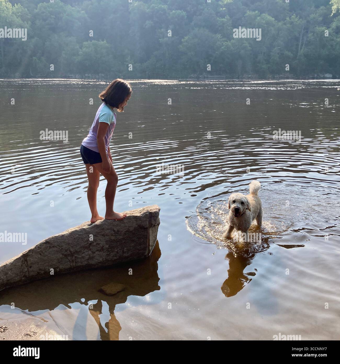 Dogs enjoy cooling off in the Mississippi River in Minneapolis, Minnesota, USA. - Smartphone Captured Stock Image