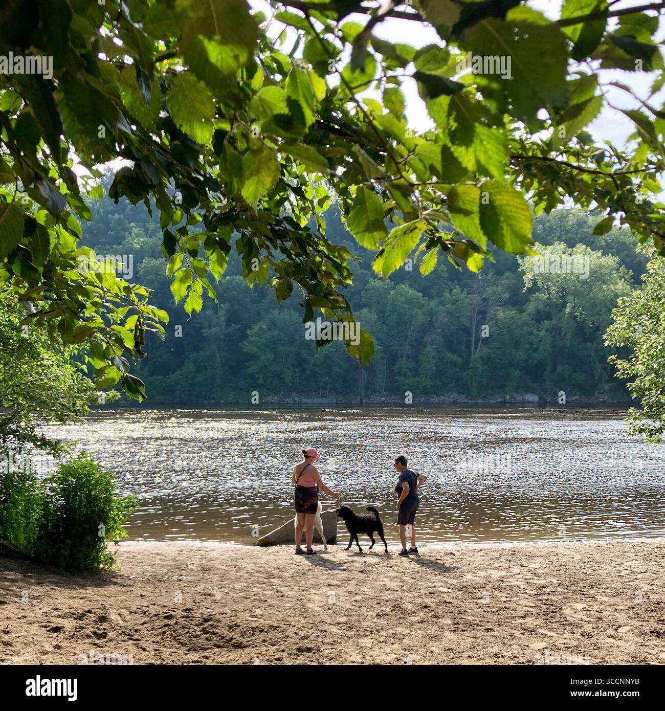 Dogs play along the Mississippi River in Minneapolis, MN, USA. - Smartphone Captured Stock Image