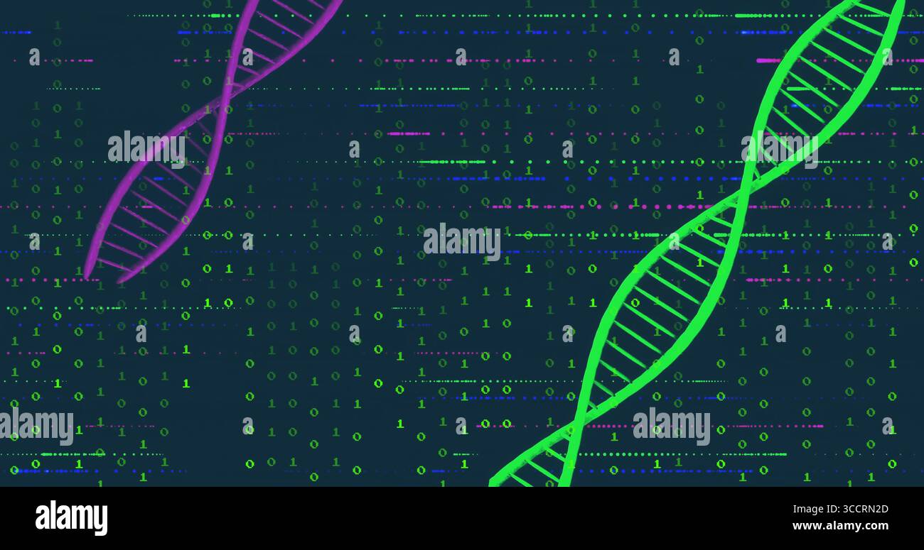 Displaying green DNA helix rotating in virtual space, with purple helix and binary code, copy space Stock Photo