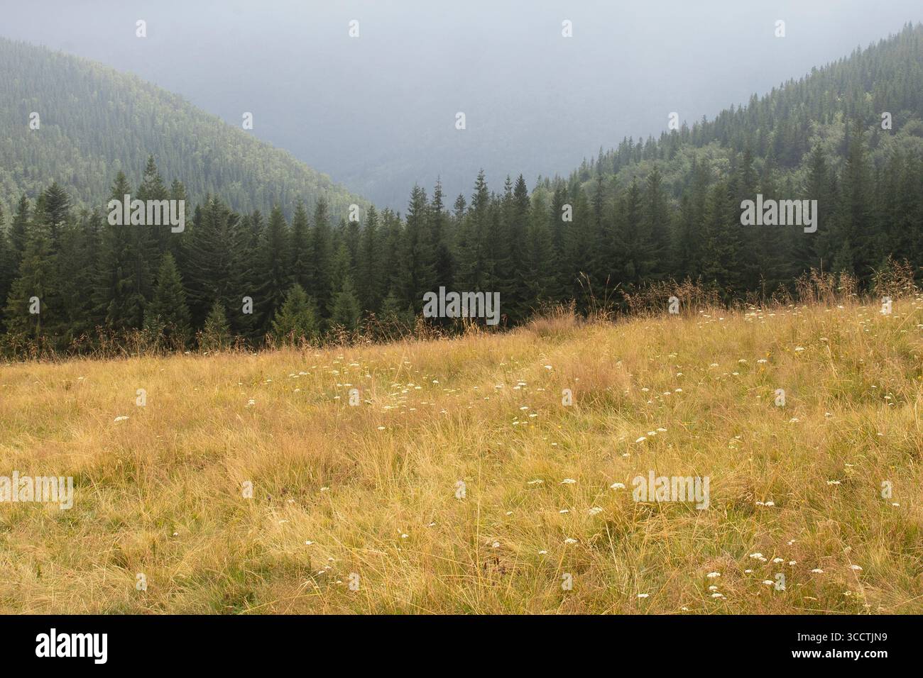 Scenic mountain meadow with wildflowers and grass against a background ...