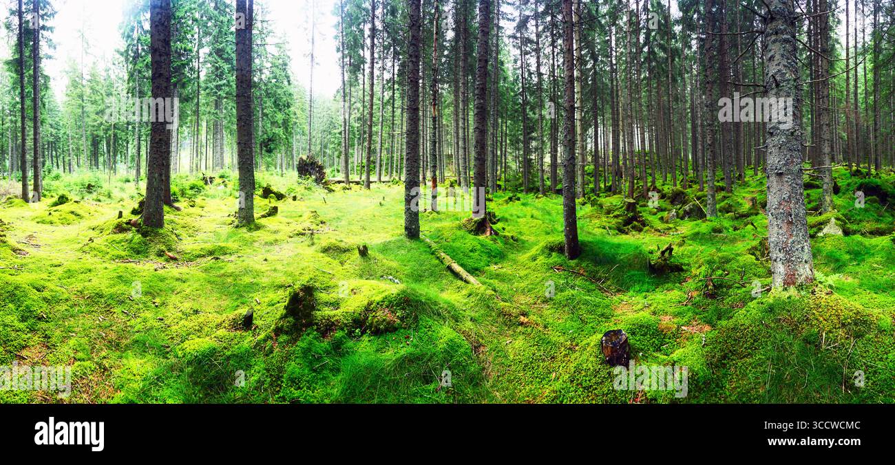 Beautiful evergreen forest with pine trees and trail. Nature background, landscape photography Stock Photo