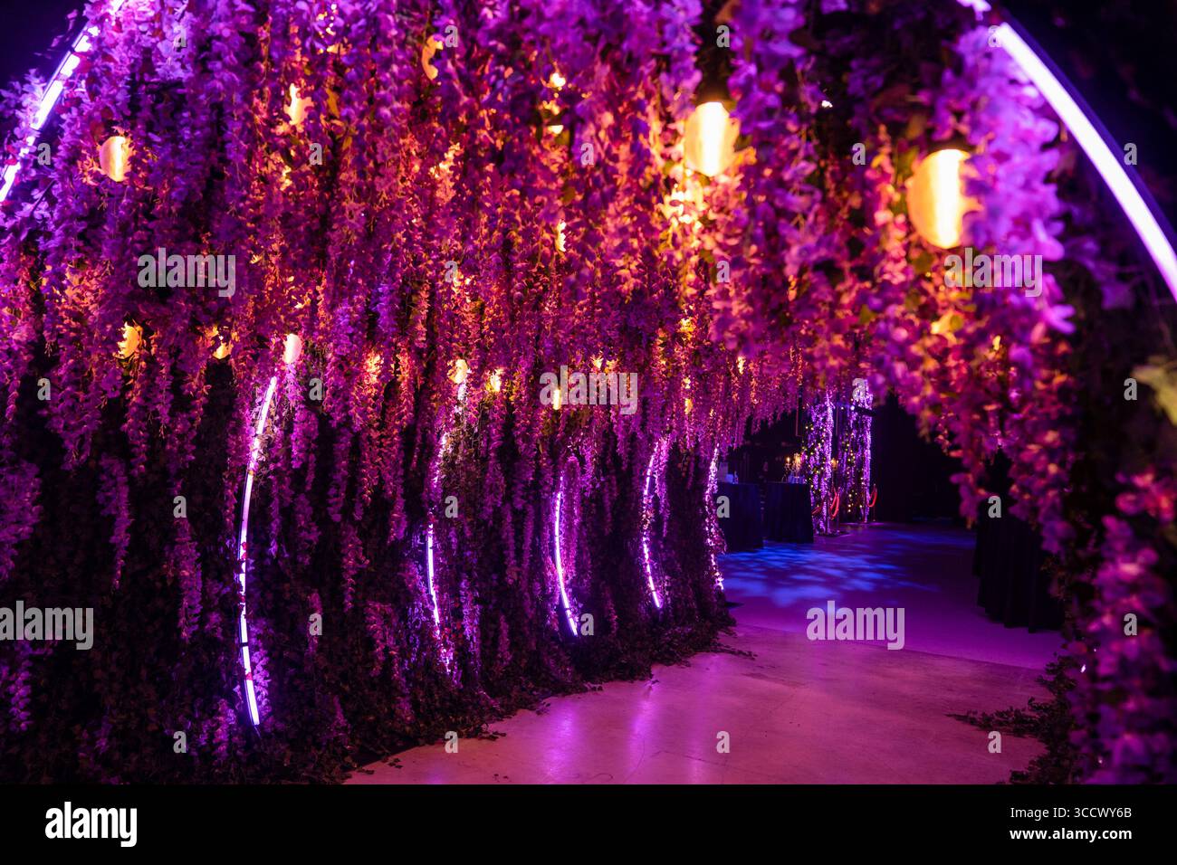 Wisteria Flower Tunnel at the entrance of the exhibit. The "Queen's Ball"  Bridgerton experience is an immersive Regency-era ball with music inspired  by the Bridgerton soundtrack, one of the most watched shows