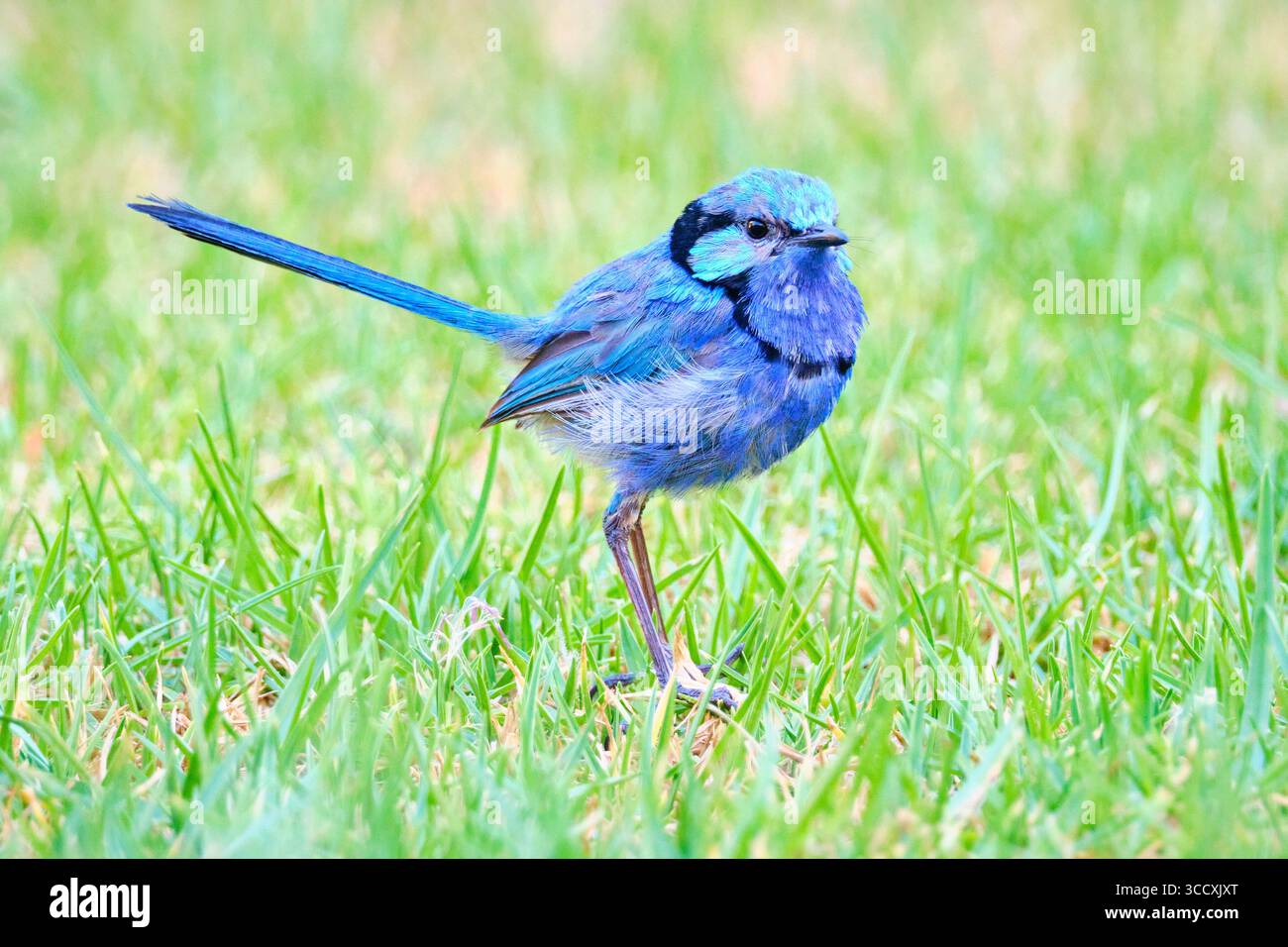 A male Splendid Fairywren, Malurus splendens, starting to lose his blue breeding plumage in the summer months, south-west Western Australia. Stock Photo