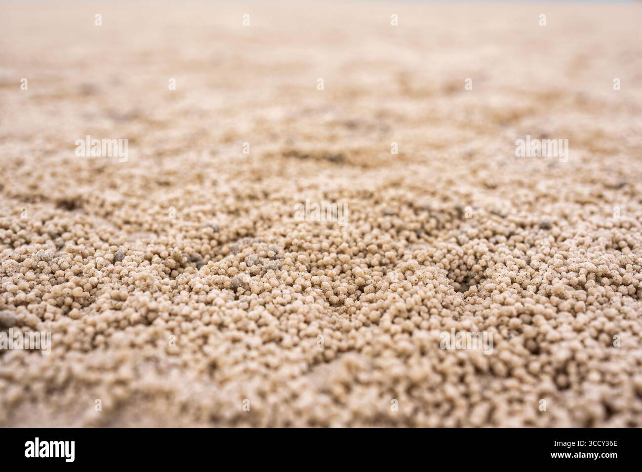 Natural pattern of Sand bubbler crab made spherical sand balls covered ...
