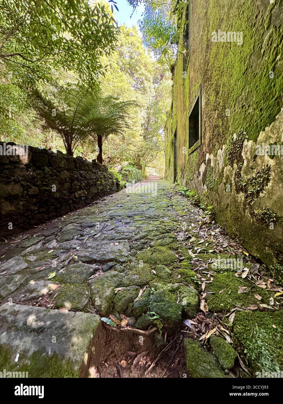 Moss-covered stone path behind the historic Grená House, now part of hiking trails in Grená Park, São Miguel Island, Azores, Portugal. - Smartphone Captured Stock Image
