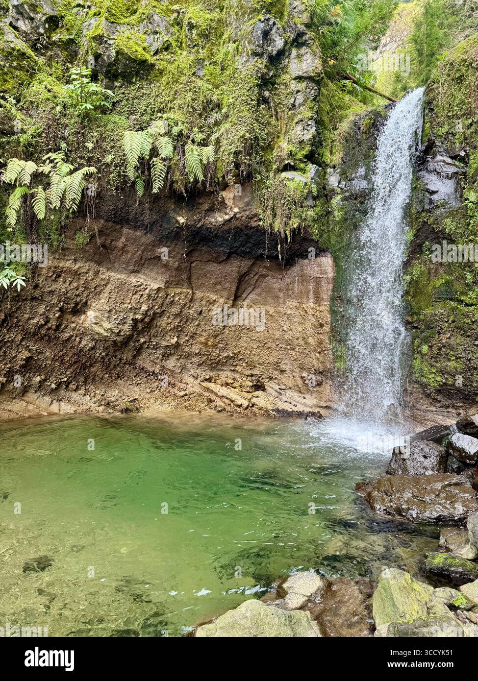 Scenic waterfall cascading into a clear natural pool along a hiking trail at Grená Park, in the lush landscape of the Azores, Portugal. - Smartphone Captured Stock Image