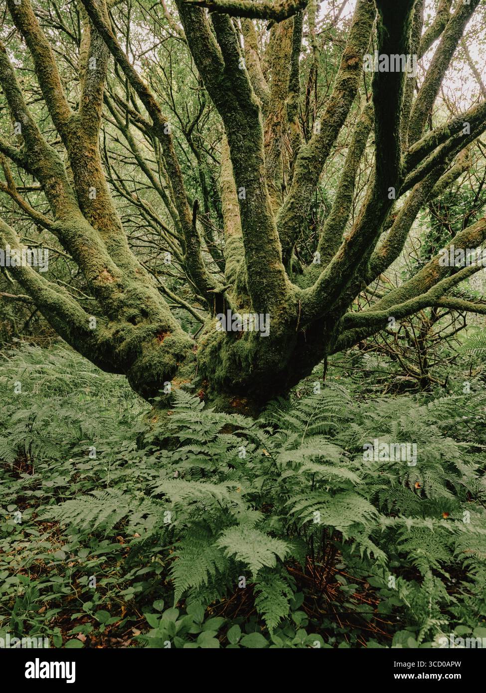 Woodland flora with moss nature background in Cornwall England UK Stock Photo