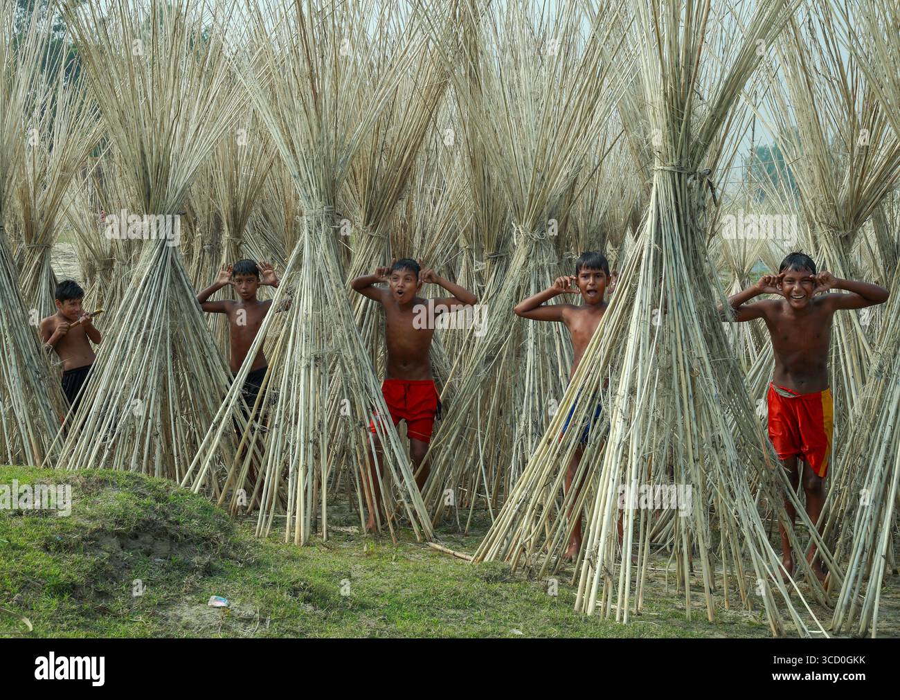Rangpur, Bangladesh - 30 November 2019: View of children playfully emerging from bundles of jute stalks, their skin a warm contrast to the cool, earthy tones of the drying crop. Stock Photo