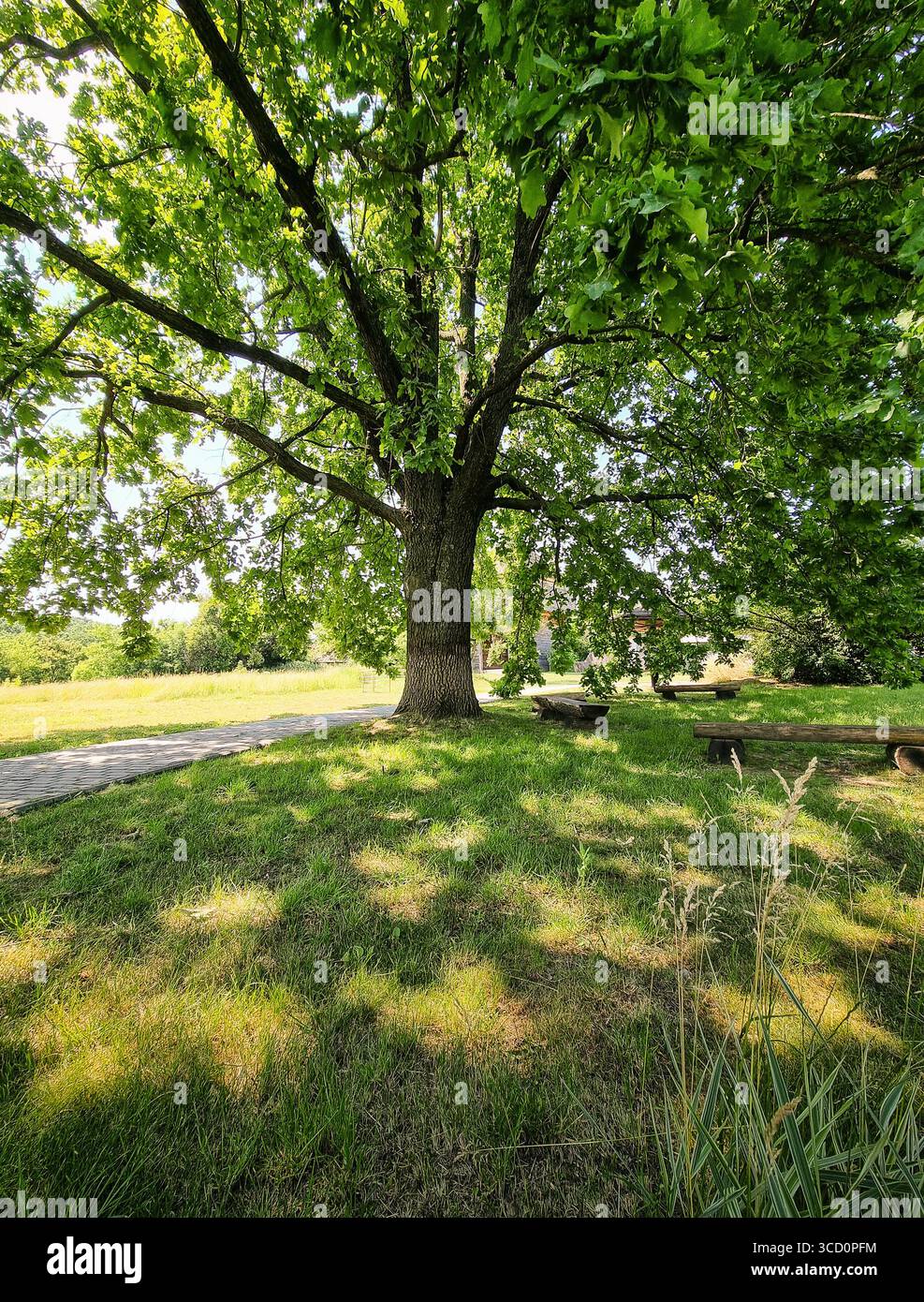 Big oak tree hi-res stock photography and images - Alamy