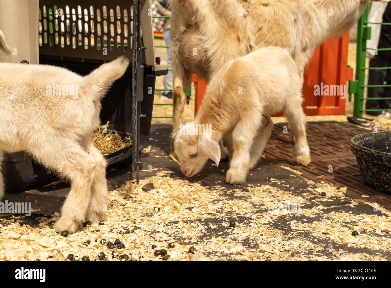 Baby goats standing in a cage Stock Photo