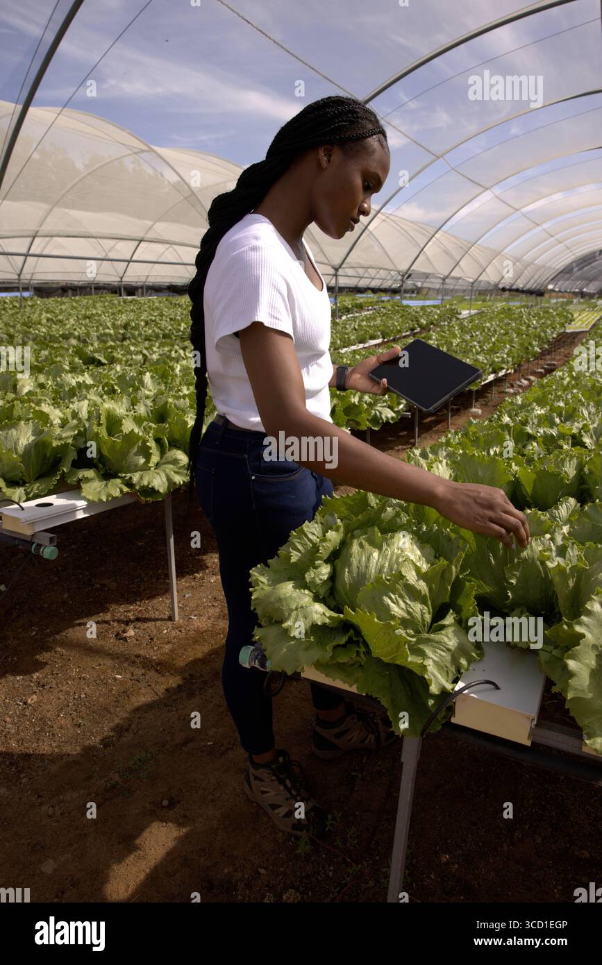 African American woman holding tablet while inspecting lettuce in ...