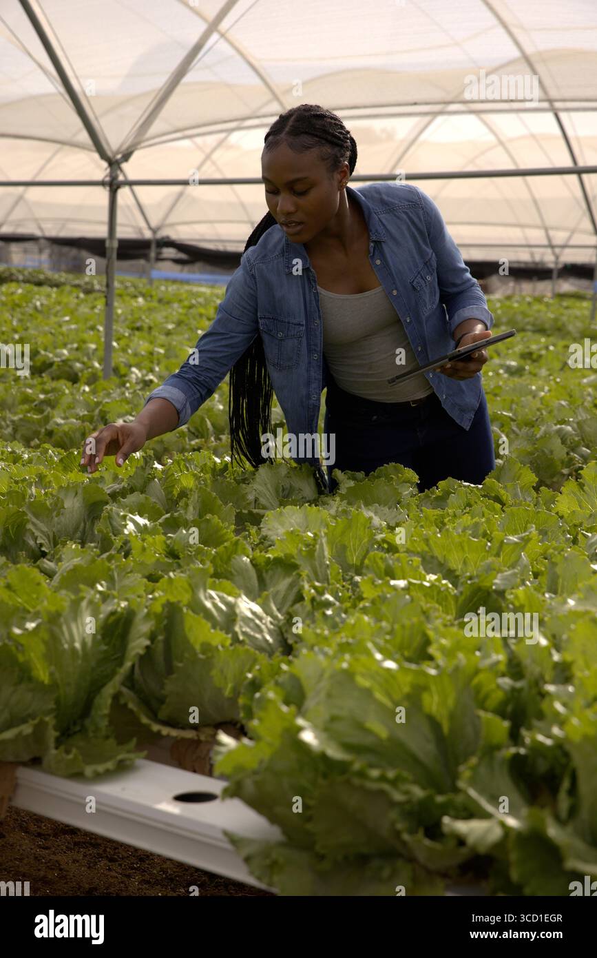 African American woman examining lettuce leaves in high tunnel ...