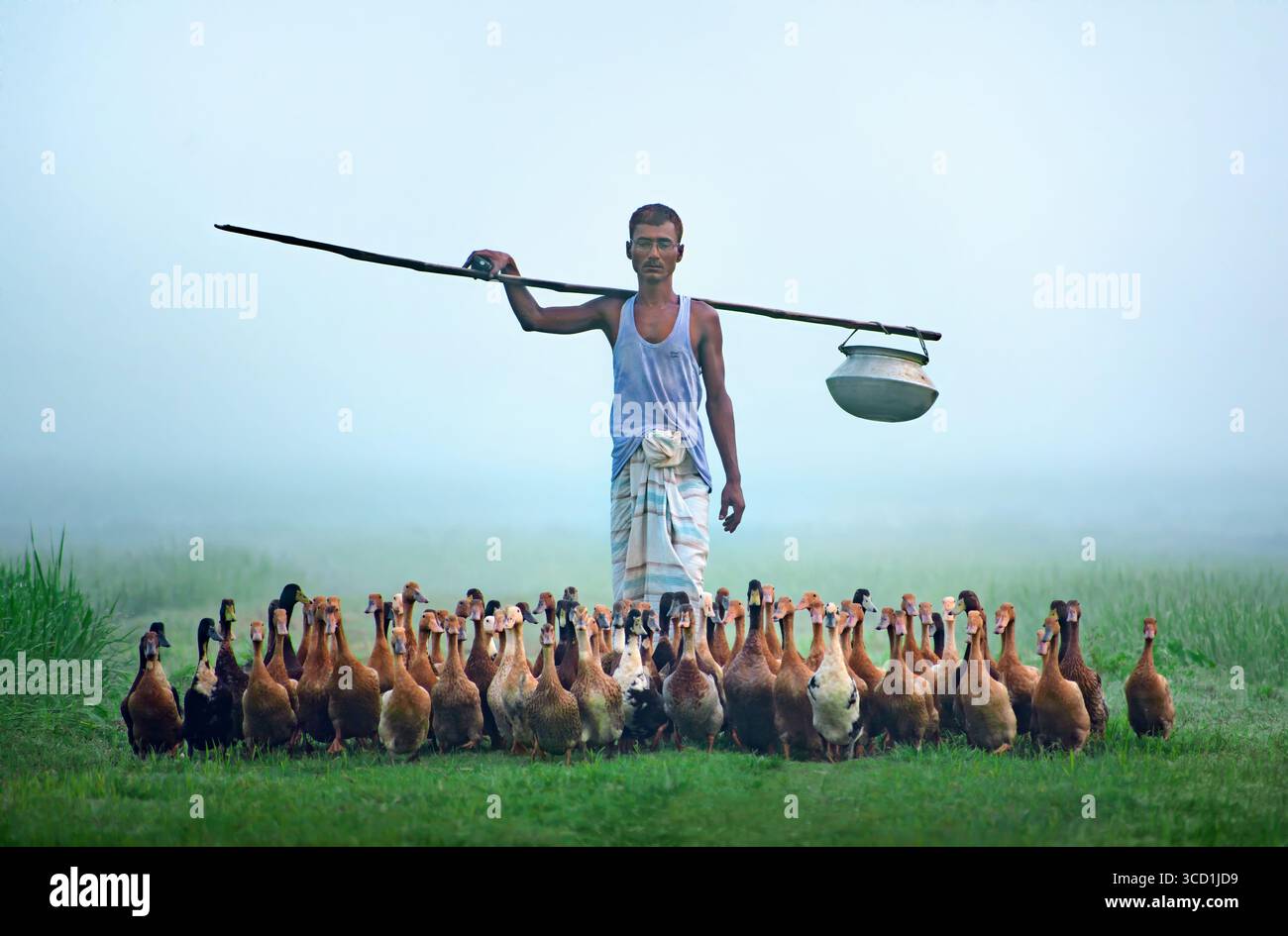 Bogura, Bangladesh - 29 September 2018: View of a farmer carrying a yoke and a pot, amidst a flock of ducks, the scene painted with the soft hues of dawn. Stock Photo